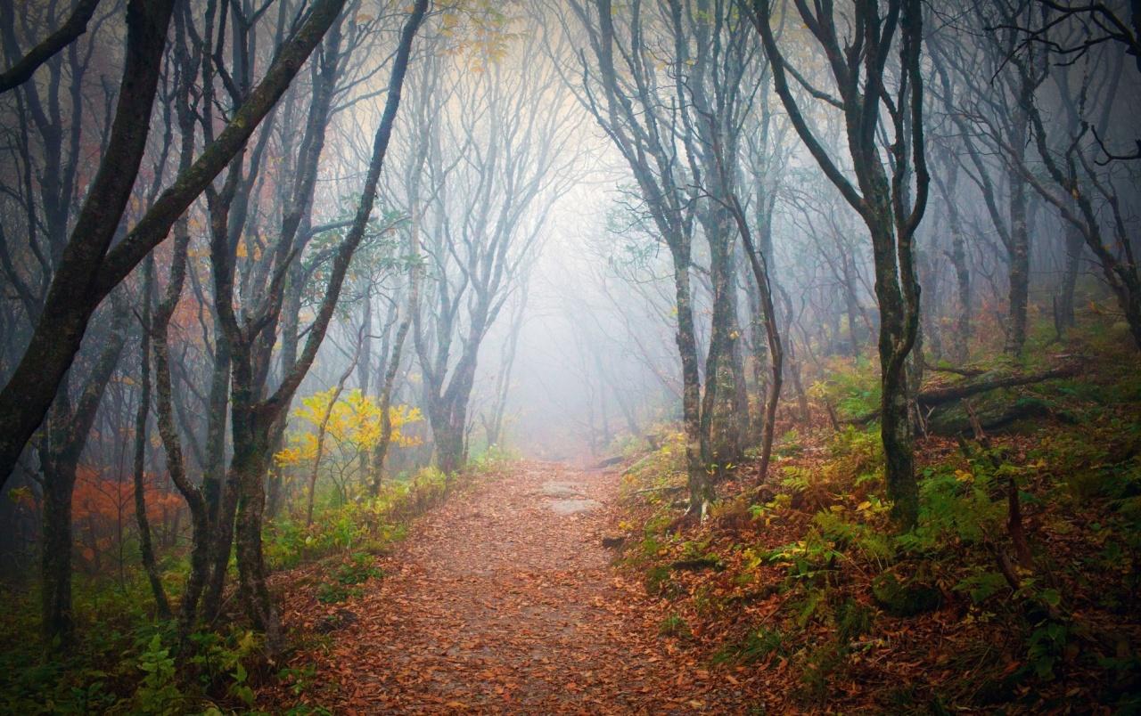 Forest Misty Path Leaves Plant wallpaper. Forest Misty Path