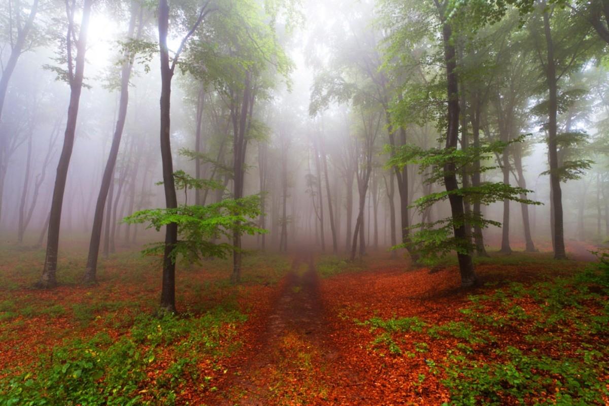 Autumn Mist Forest Path Nature Wallpaper Desktop Free