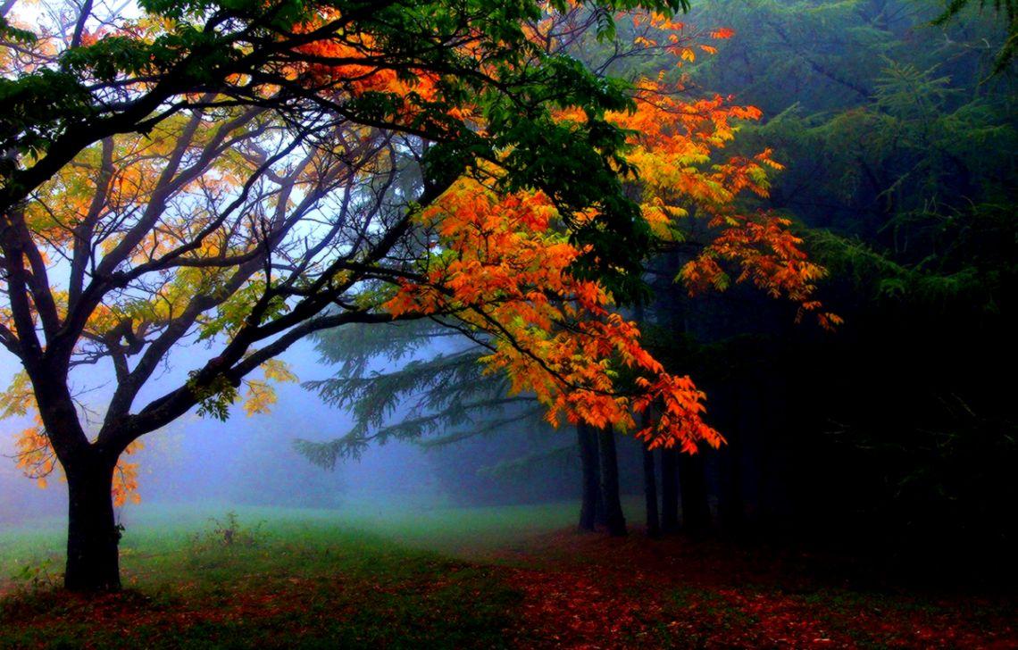 Beautiful Trees Forests Mist Nature Creative Photography