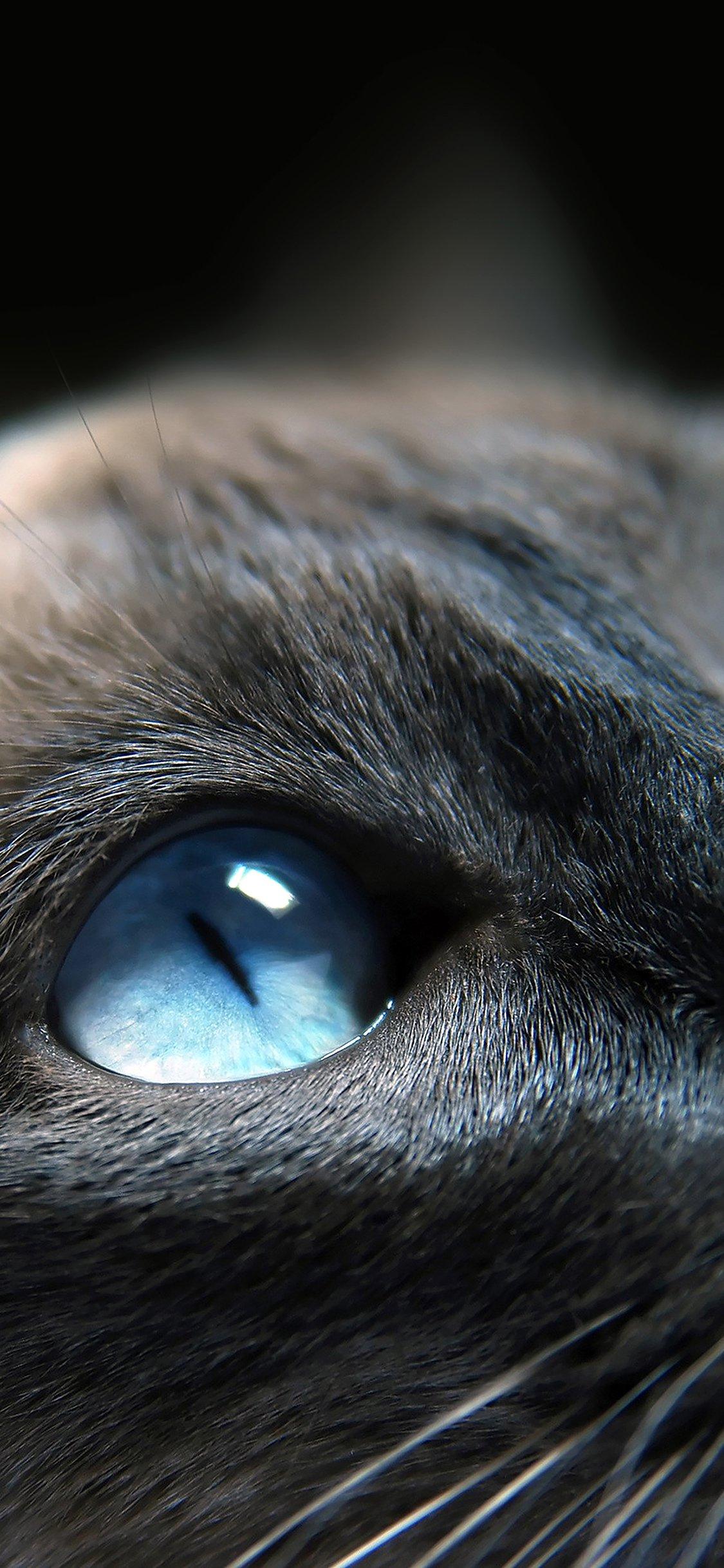 Cats blue eye cute iPhone X Wallpaper Free Download