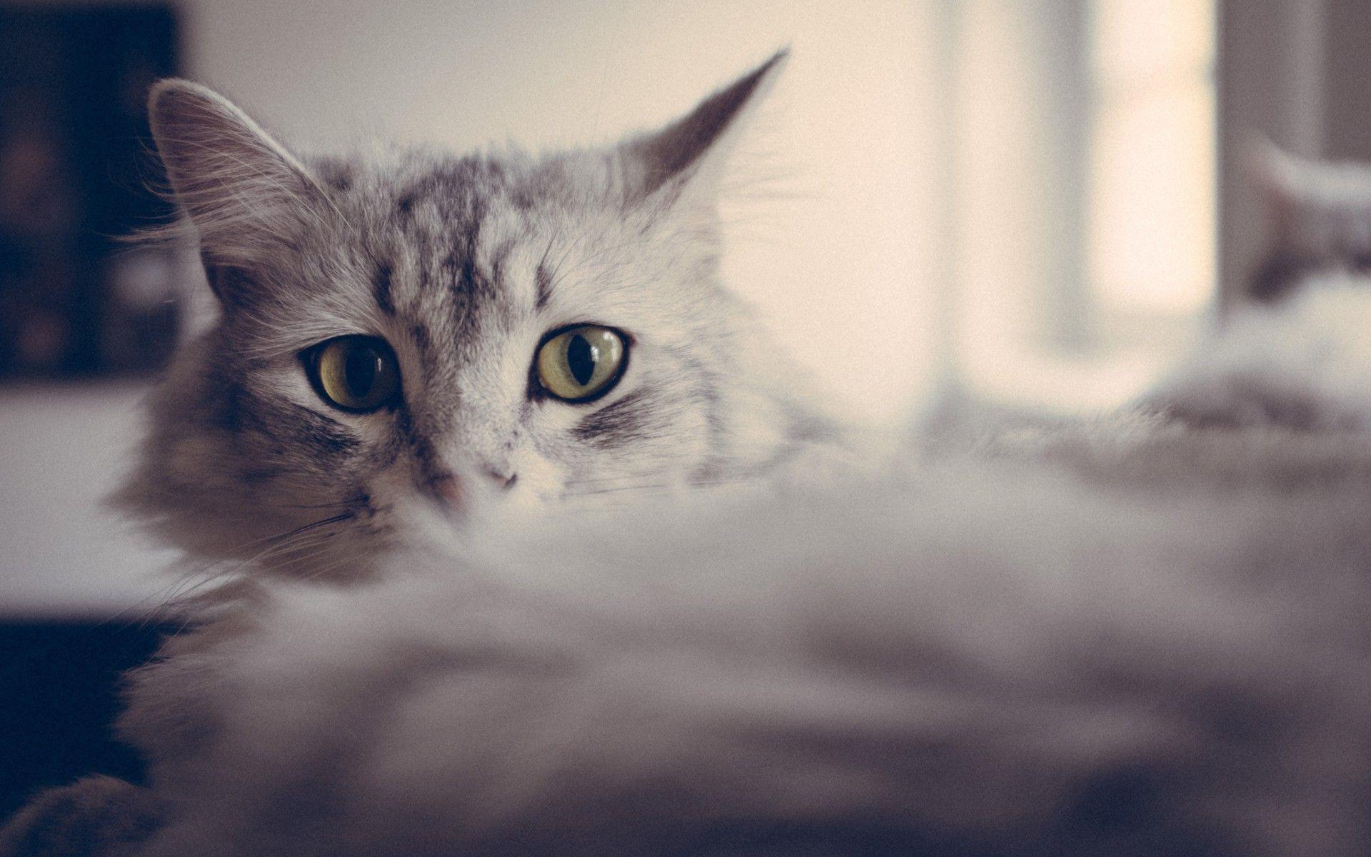 Gray Cat Wallpaper
