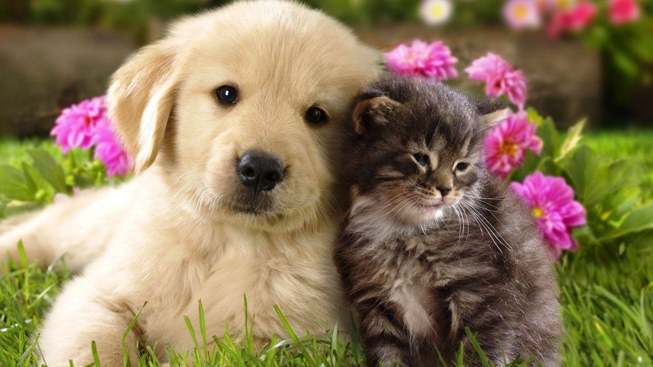 Download Free Cat and Dog Wallpaper for Mac High Quality HD