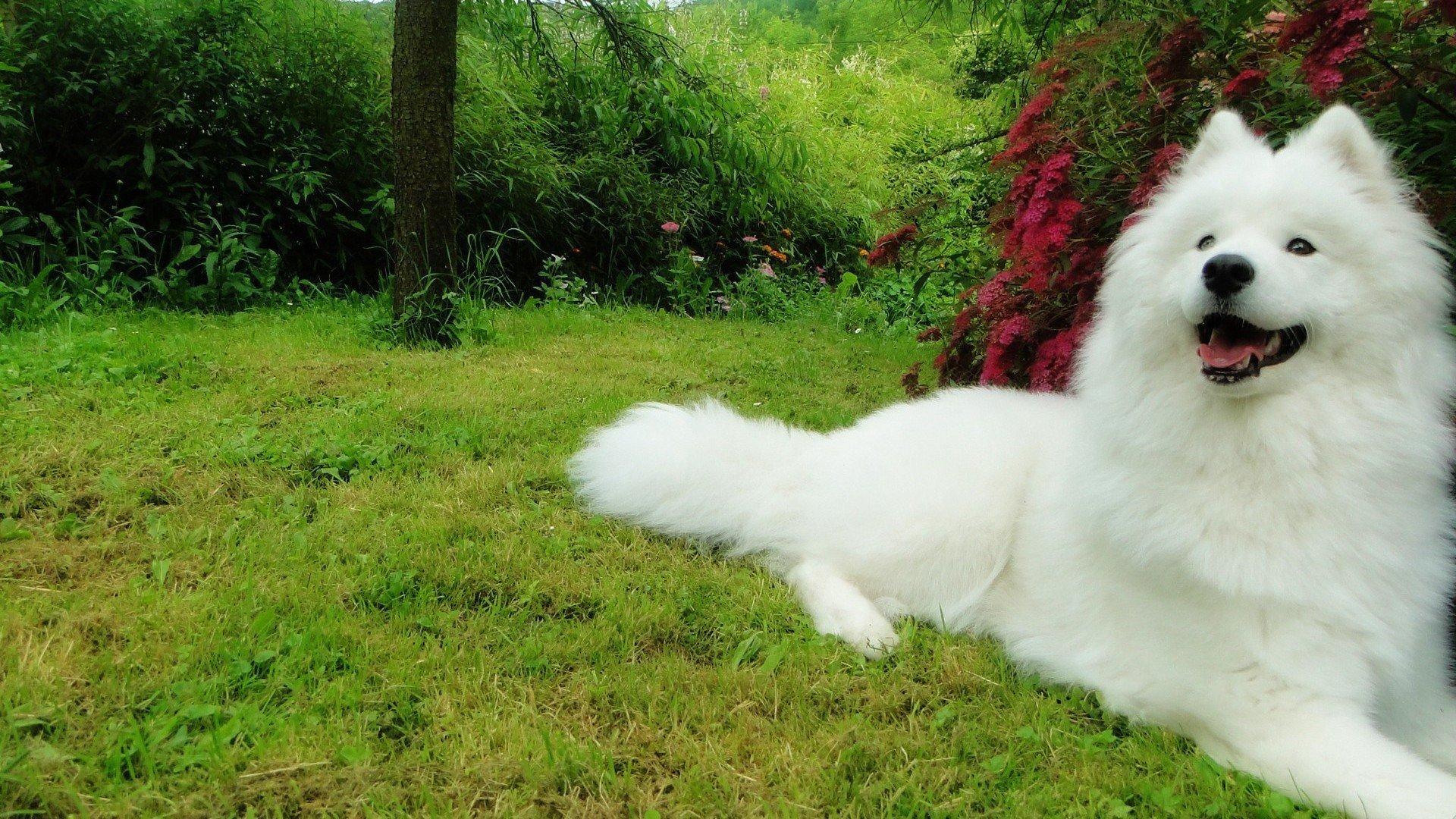 samoyed, Dog, Dogs, Canine Wallpaper .wallup.net