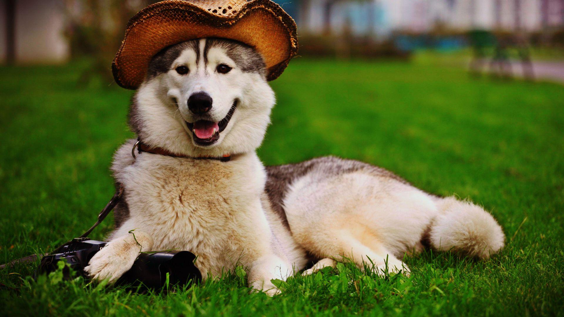 Beautiful dog with hat free HD wallpaper