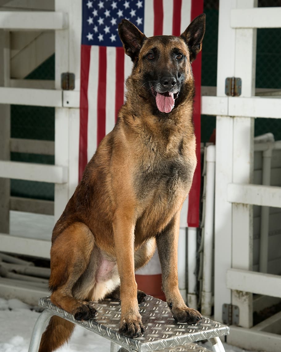 HD wallpaper: adult German shepherd, dog, military, canine, portrait, working dog