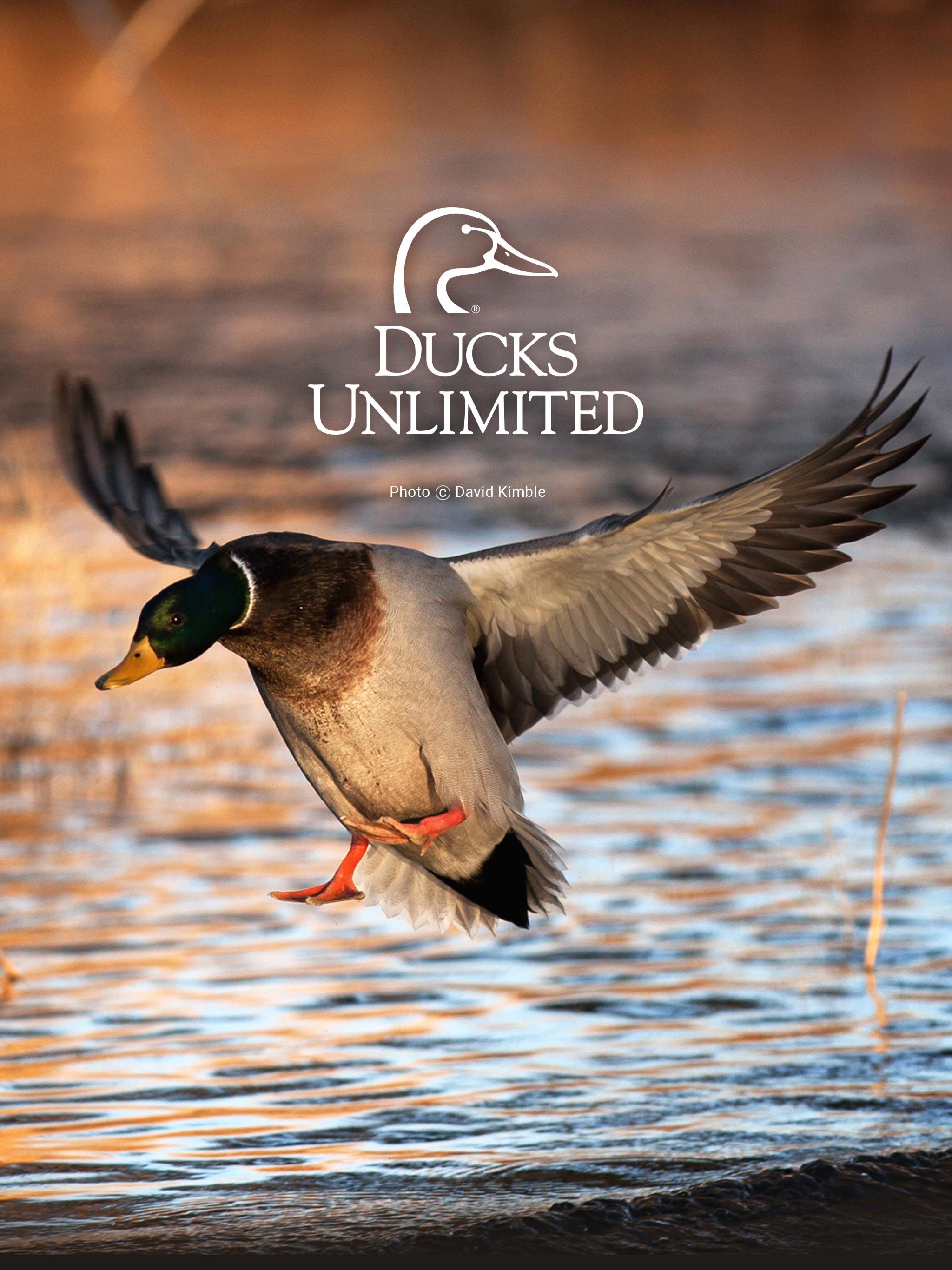 Ducks Unlimited Wallpaper Free Ducks Unlimited