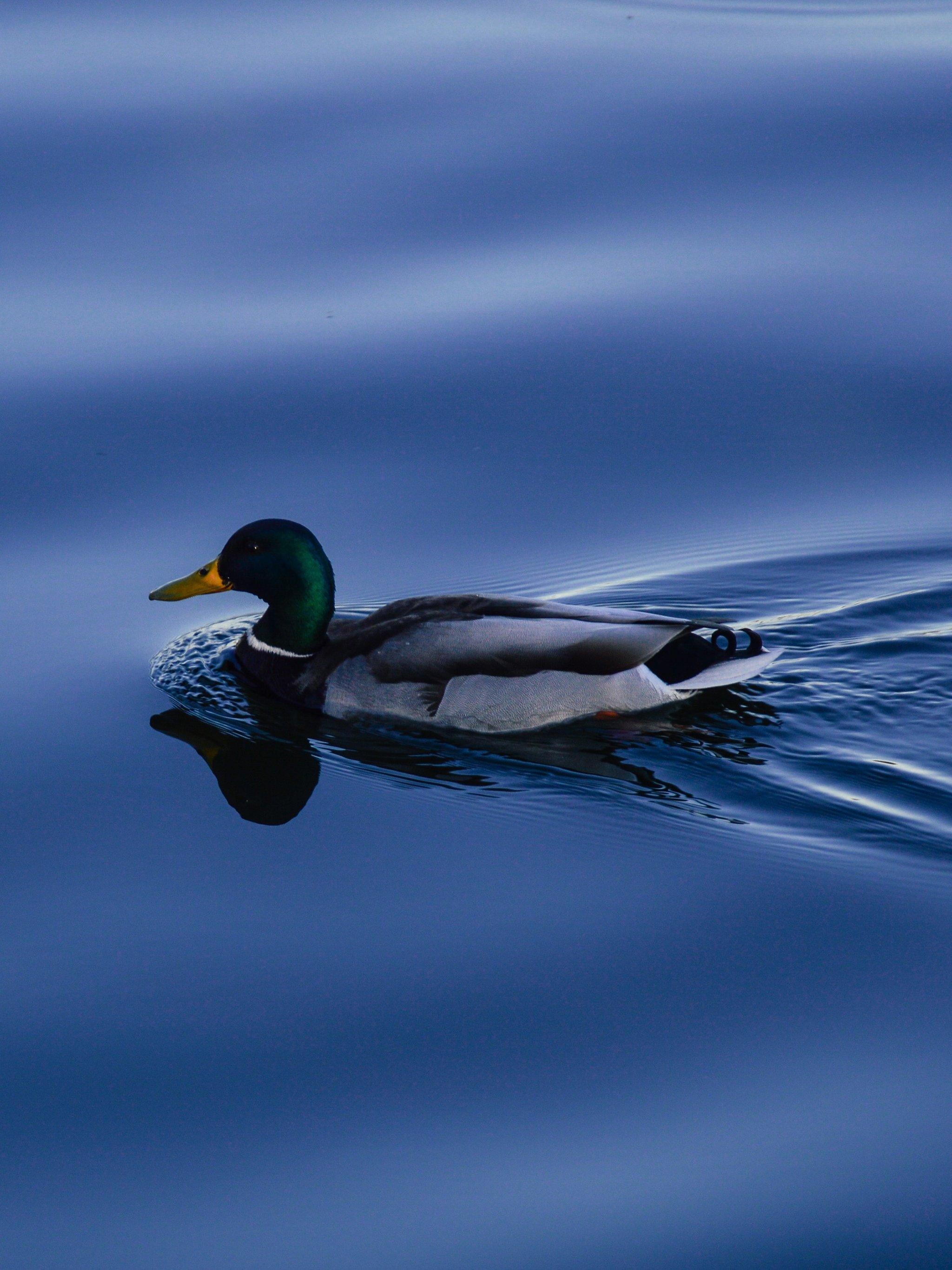 Duck on Blue Water Wallpaper, Android & Desktop