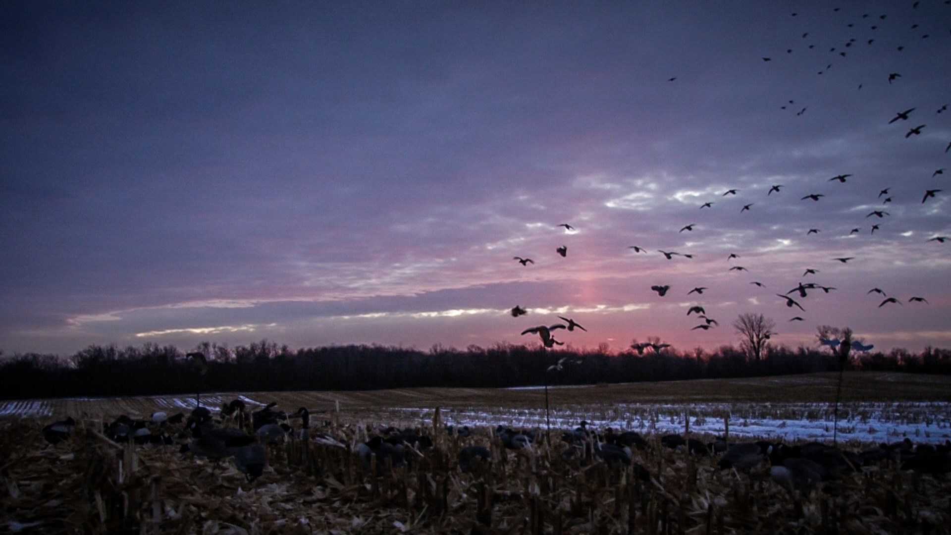 Duck Hunting Wallpaper