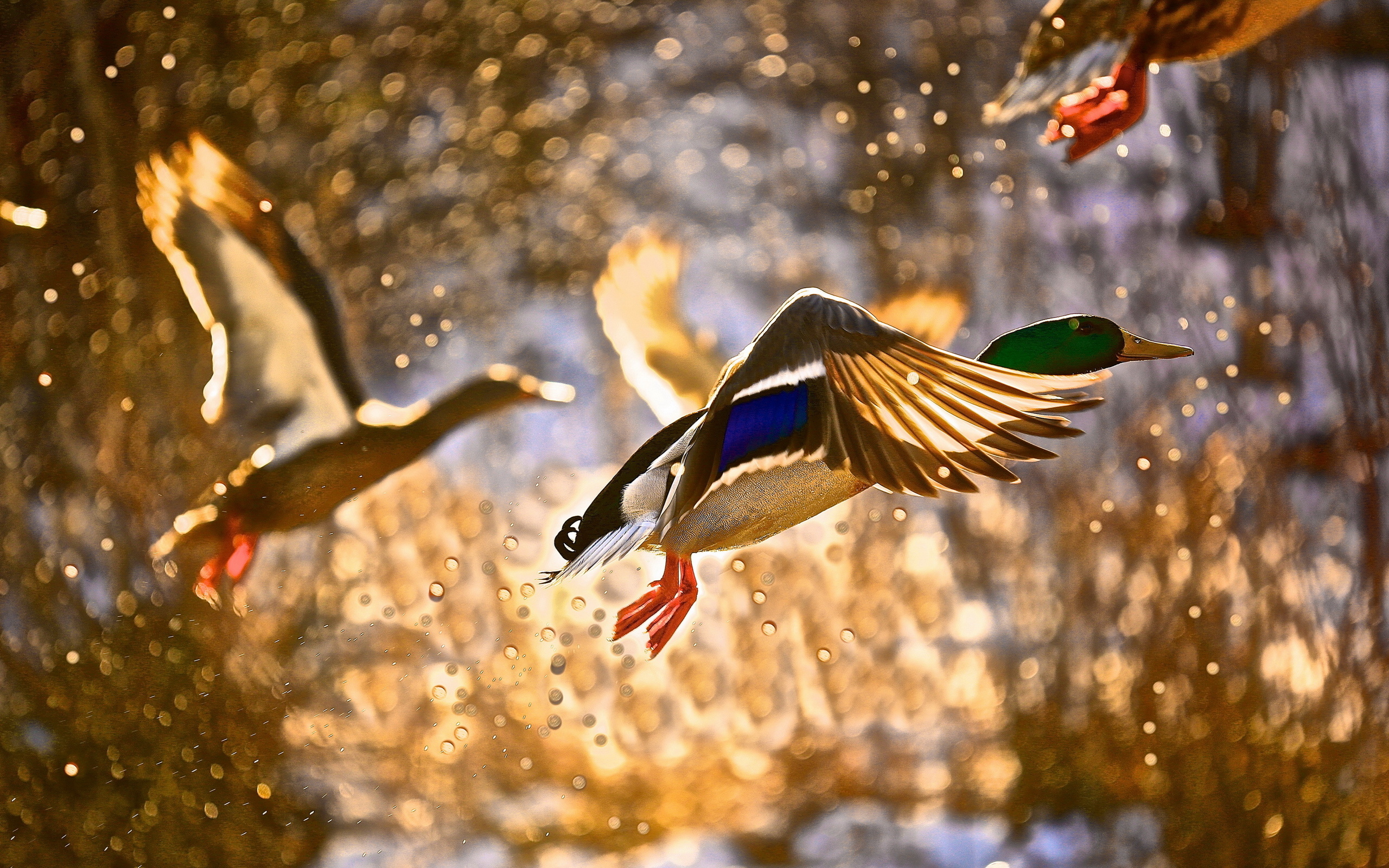 spray, Bird, Duck, Flying, Ducks, Drops, Autumn Wallpaper HD / Desktop and Mobile Background