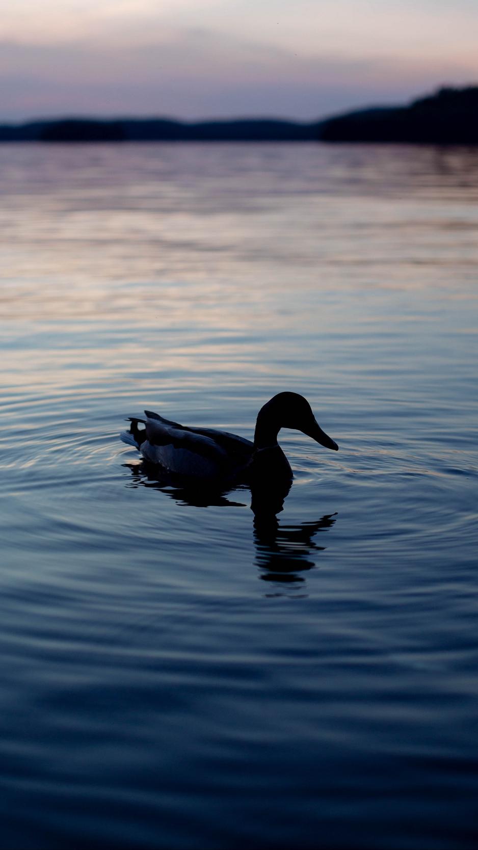 Download wallpaper 938x1668 duck, lake, silhouette, evening