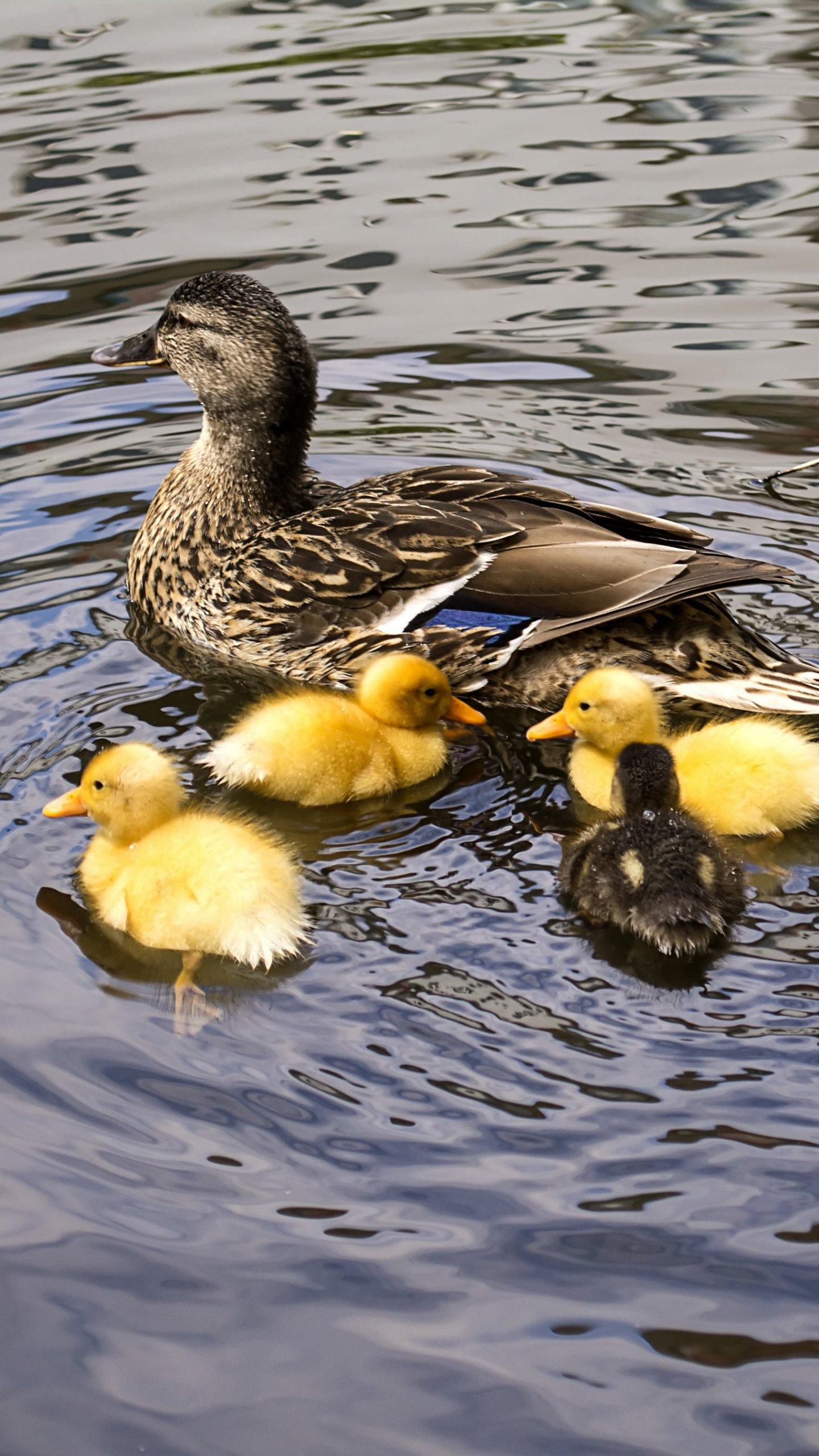 Ducklings on Water Wallpaper, Android & Desktop