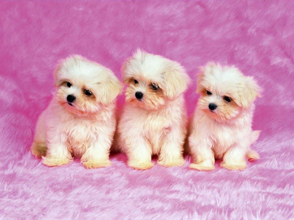 Fluffy Cute Dogs Wallpaper