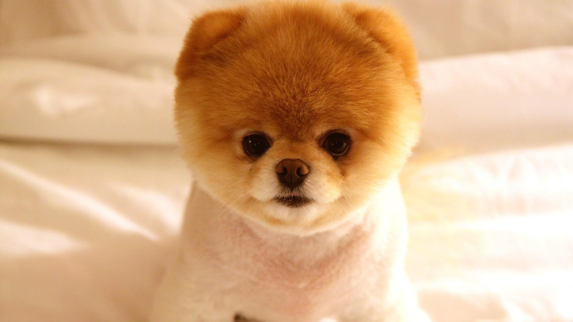 Boo the Dog Wallpaper