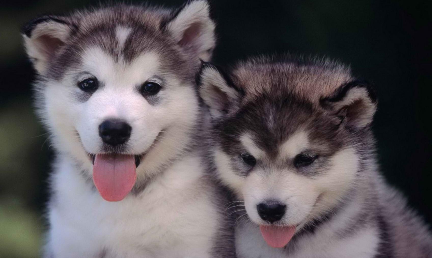 Dog Wallpaper, Cool Dogs, Cute Dog Image, Dog Eyes, Pets