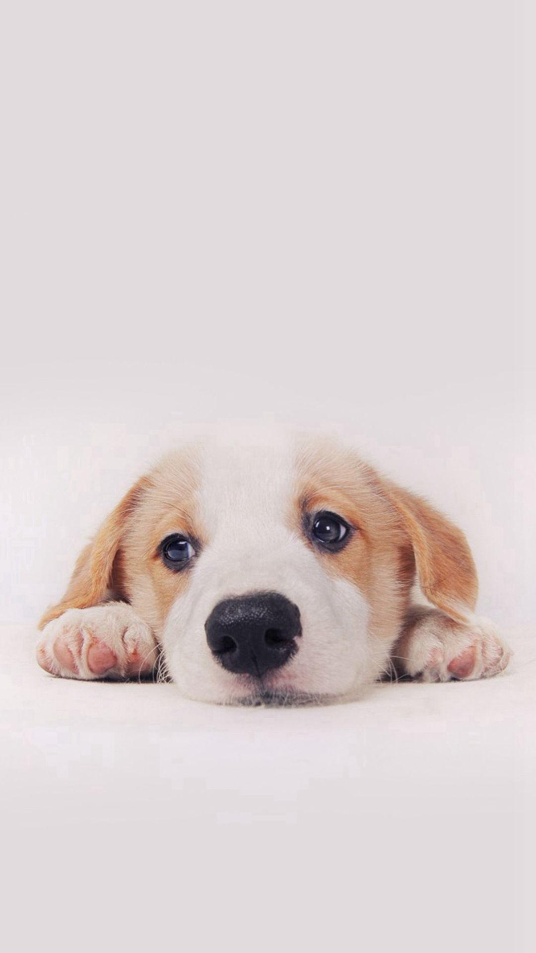 iPhone Cute Puppy Cute Dog Wallpaper