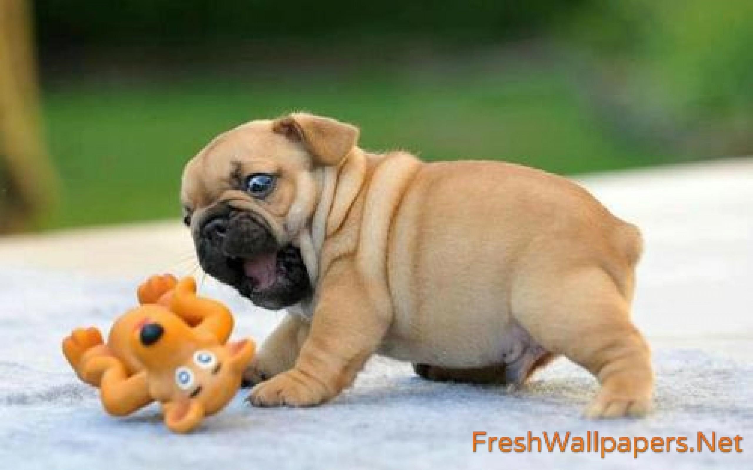 Cute Dog wallpaper