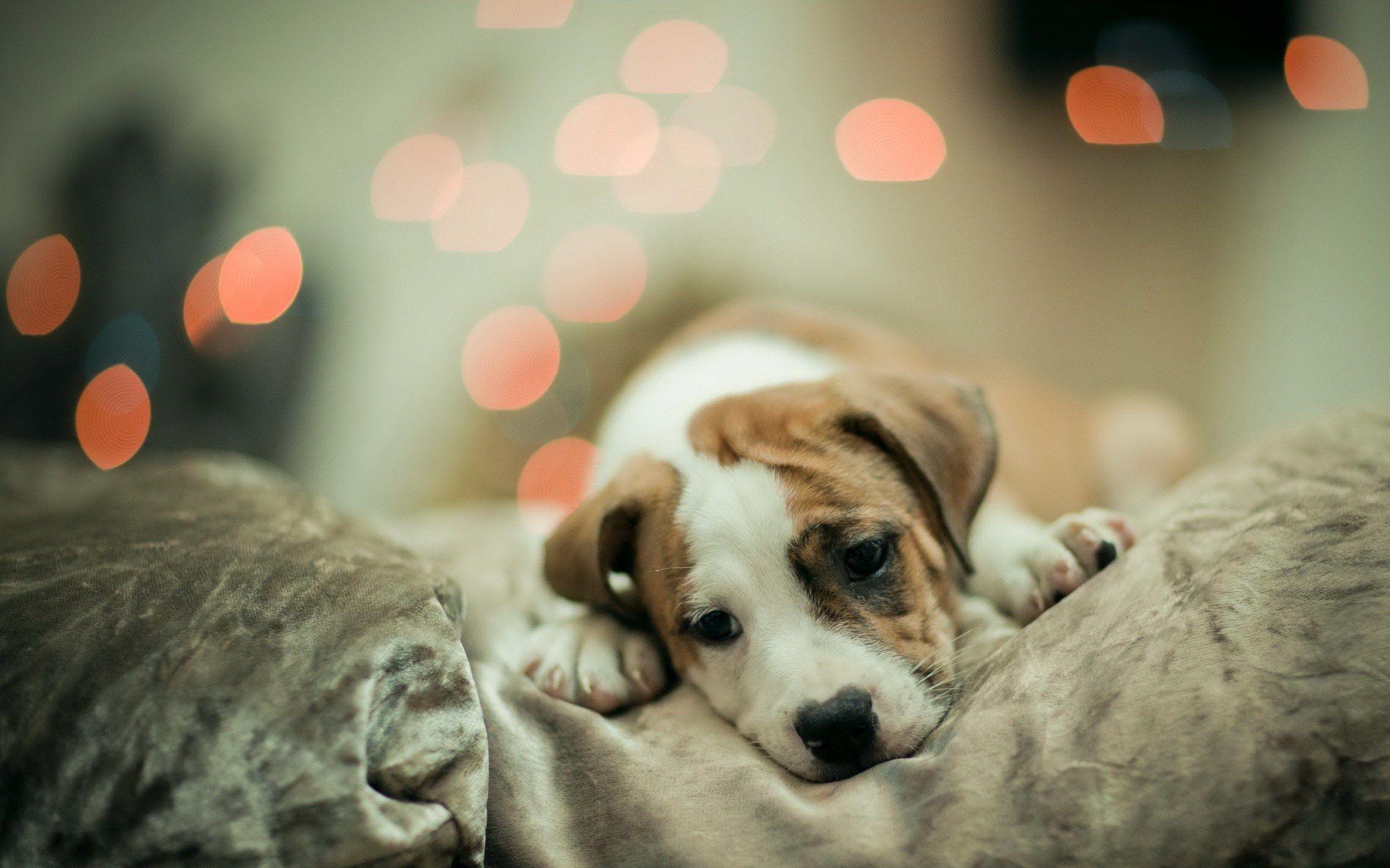 Cute Dog Wallpaper