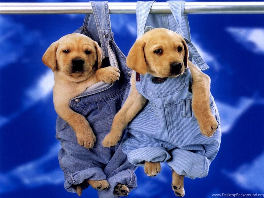 Cute Dog Wallpaper High Resolution Festival Wallpaper