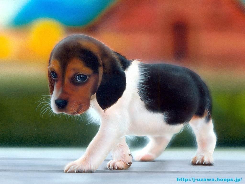 Pets Animal Photo: Cute Dog Walking Wallpaper Background