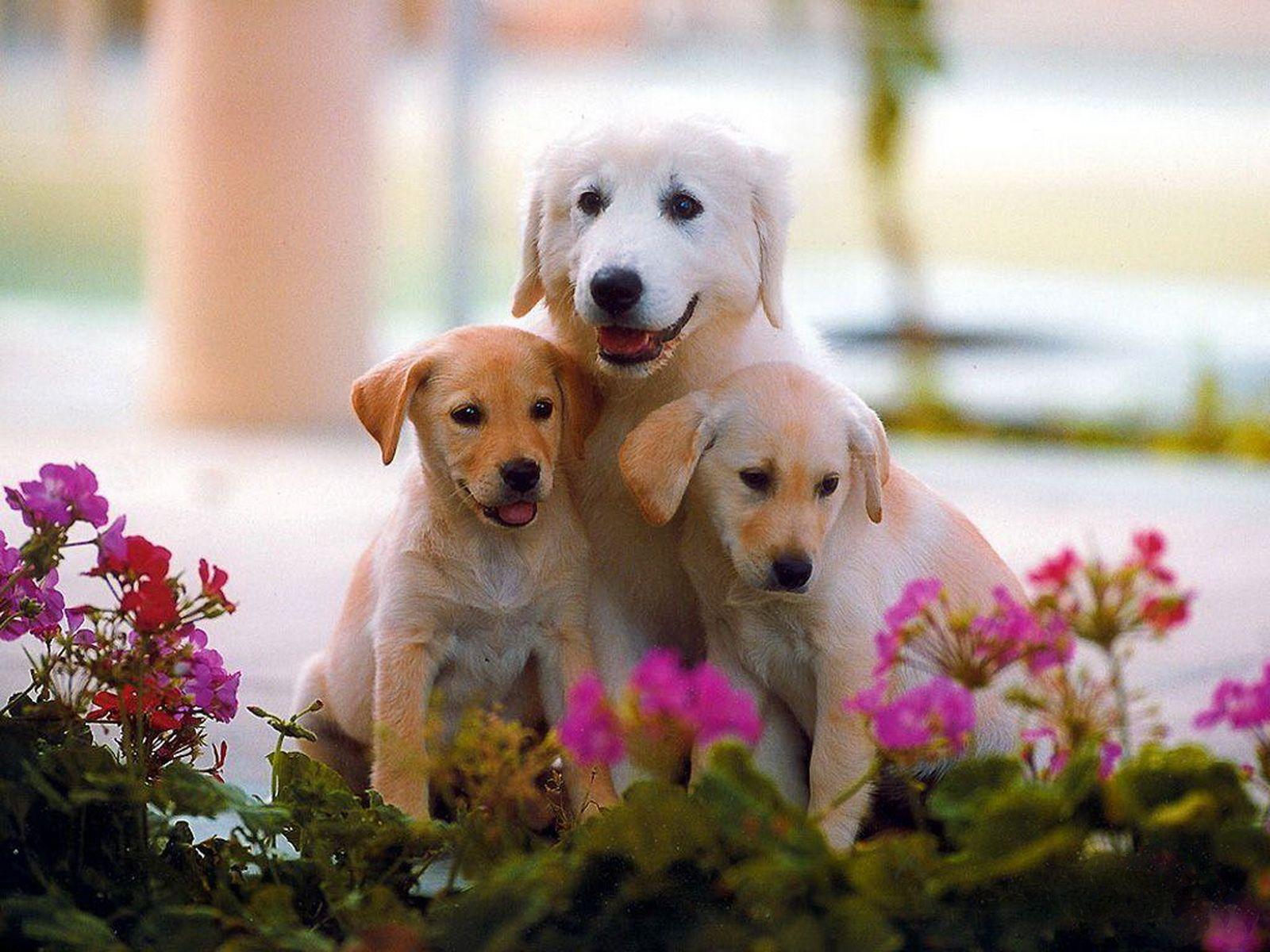 Cute Dogs Wallpaper HD