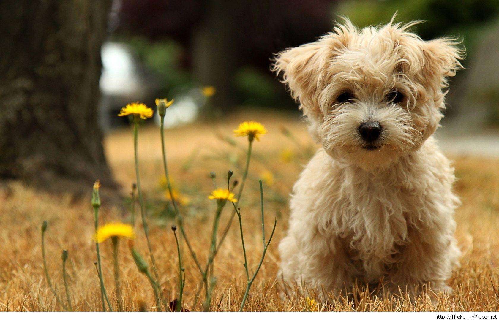 Cute Dog Wallpaper Full HD Earthly Wallpaper 1080p