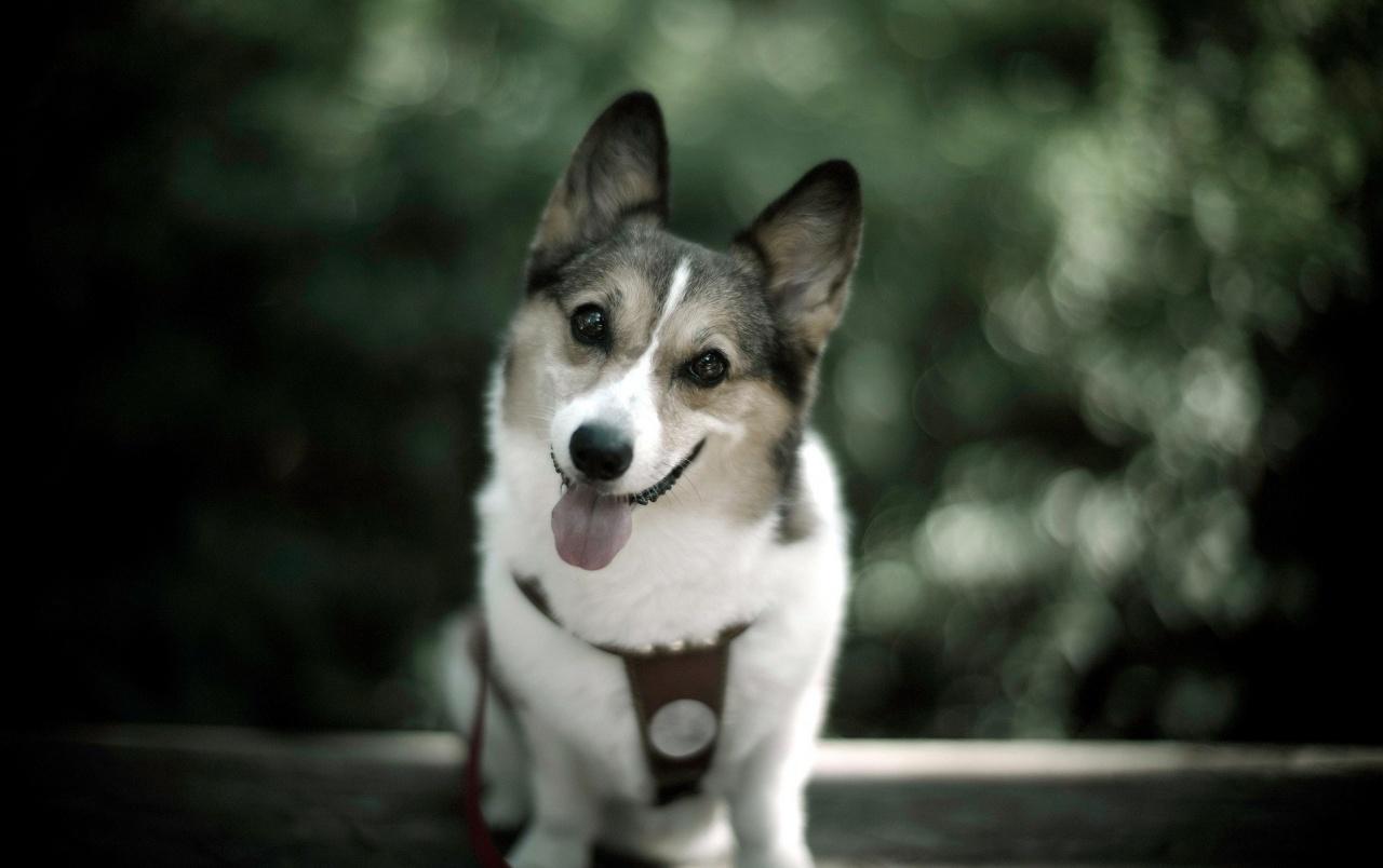 Cute Dog Photo wallpaper. Cute Dog Photo
