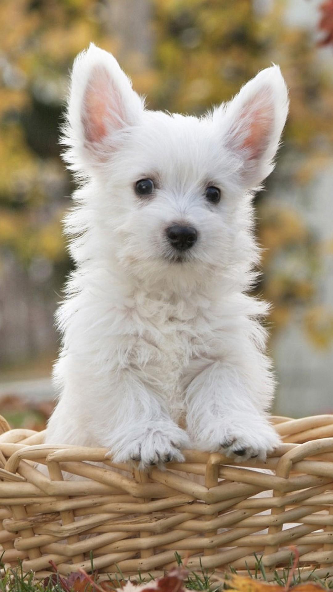 Cute Dog Wallpaper