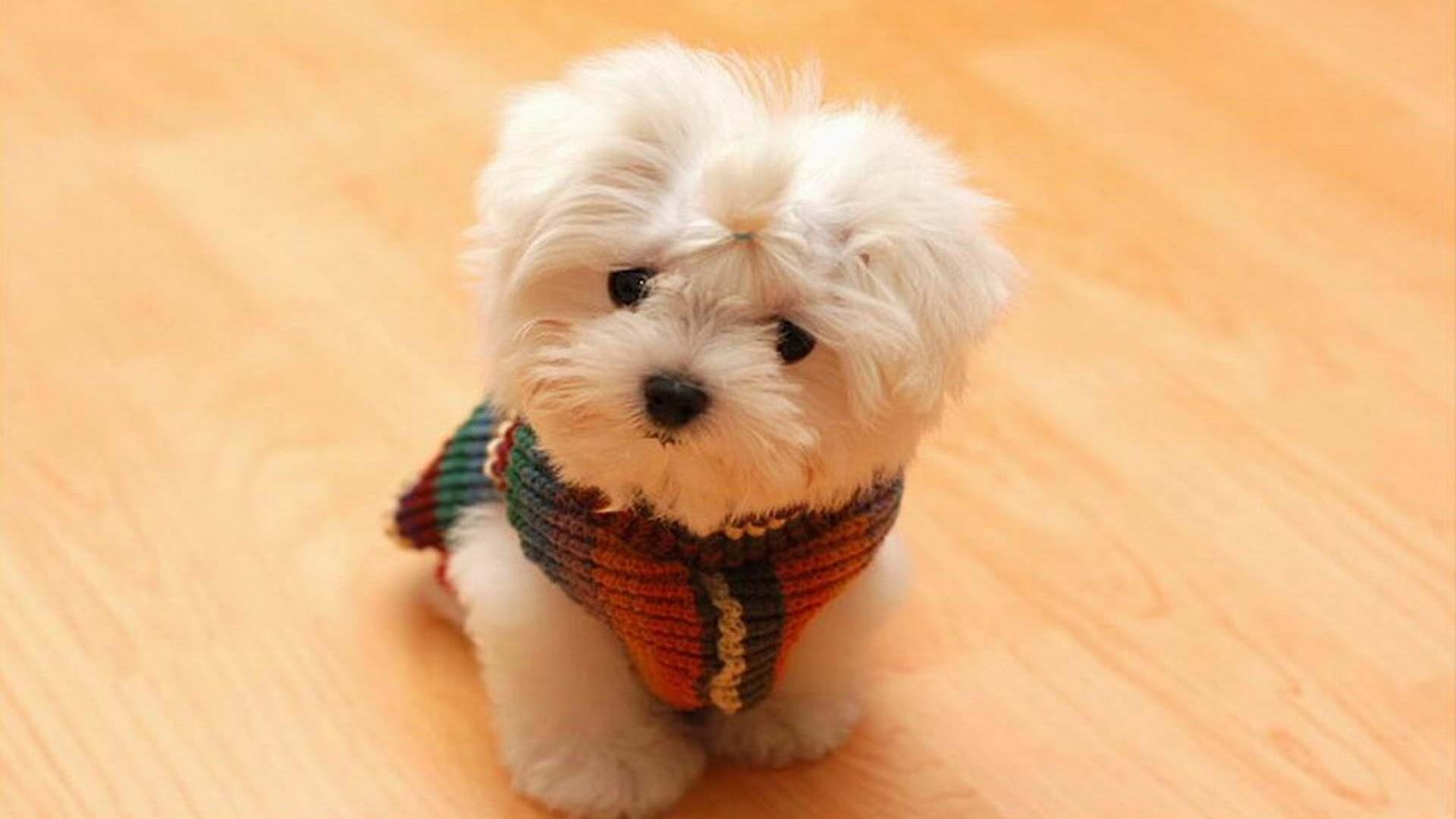 Cute Dog Wallpaper Desktop Mobile Wallpaper
