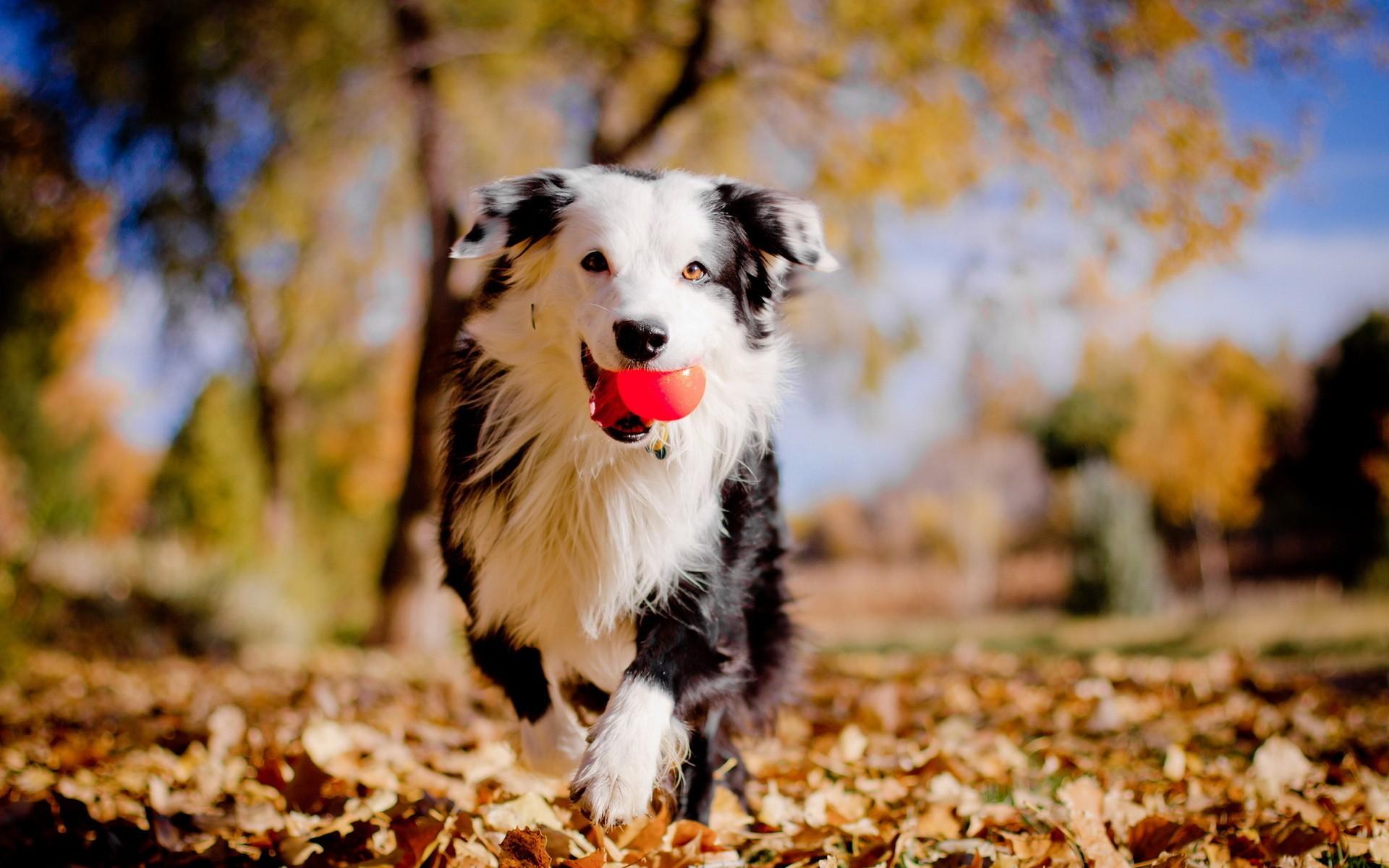 Adorable Dog Pics HD Wallpaper Desktop Image Download