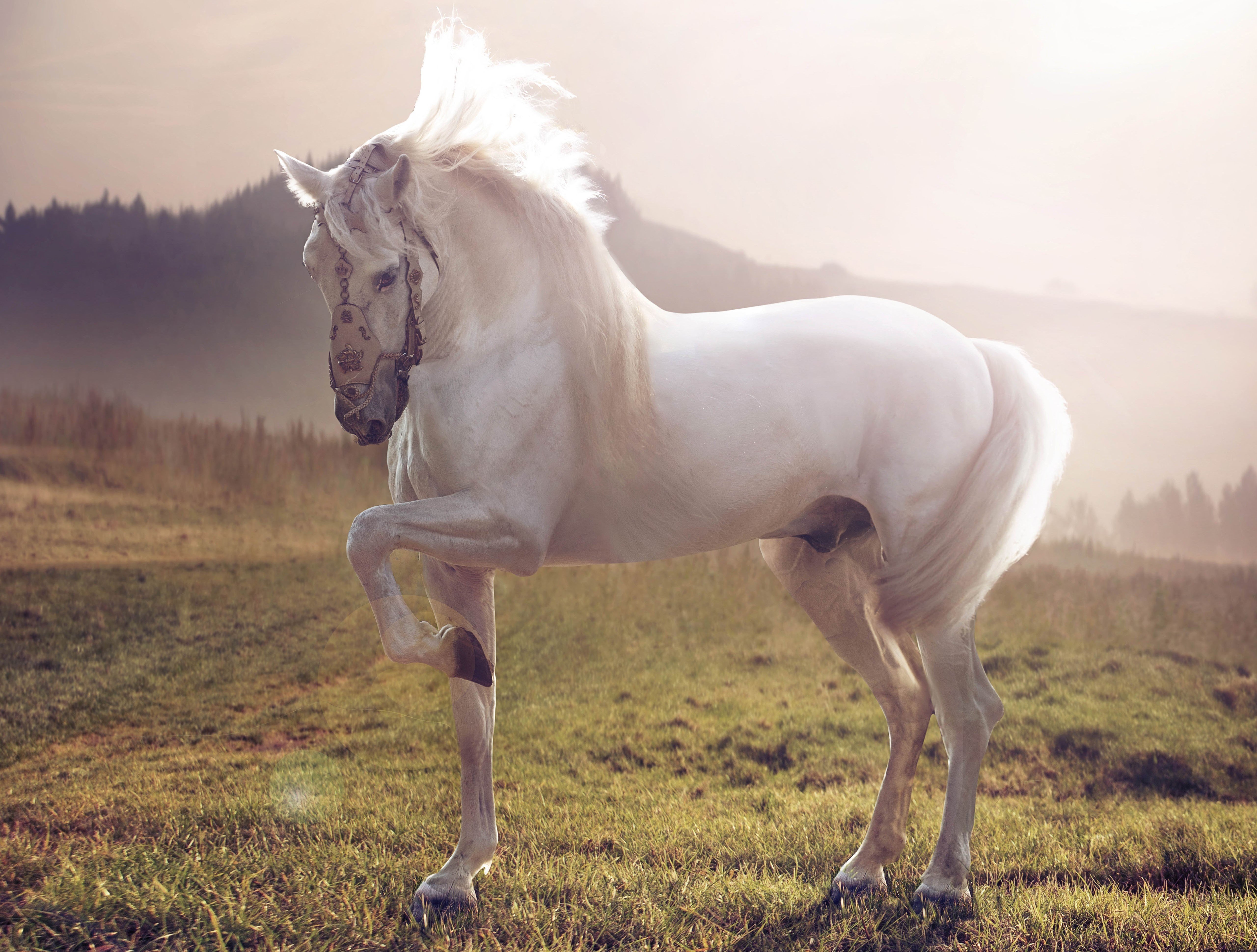 white, Stallion, Horse Wallpaper HD / Desktop and Mobile