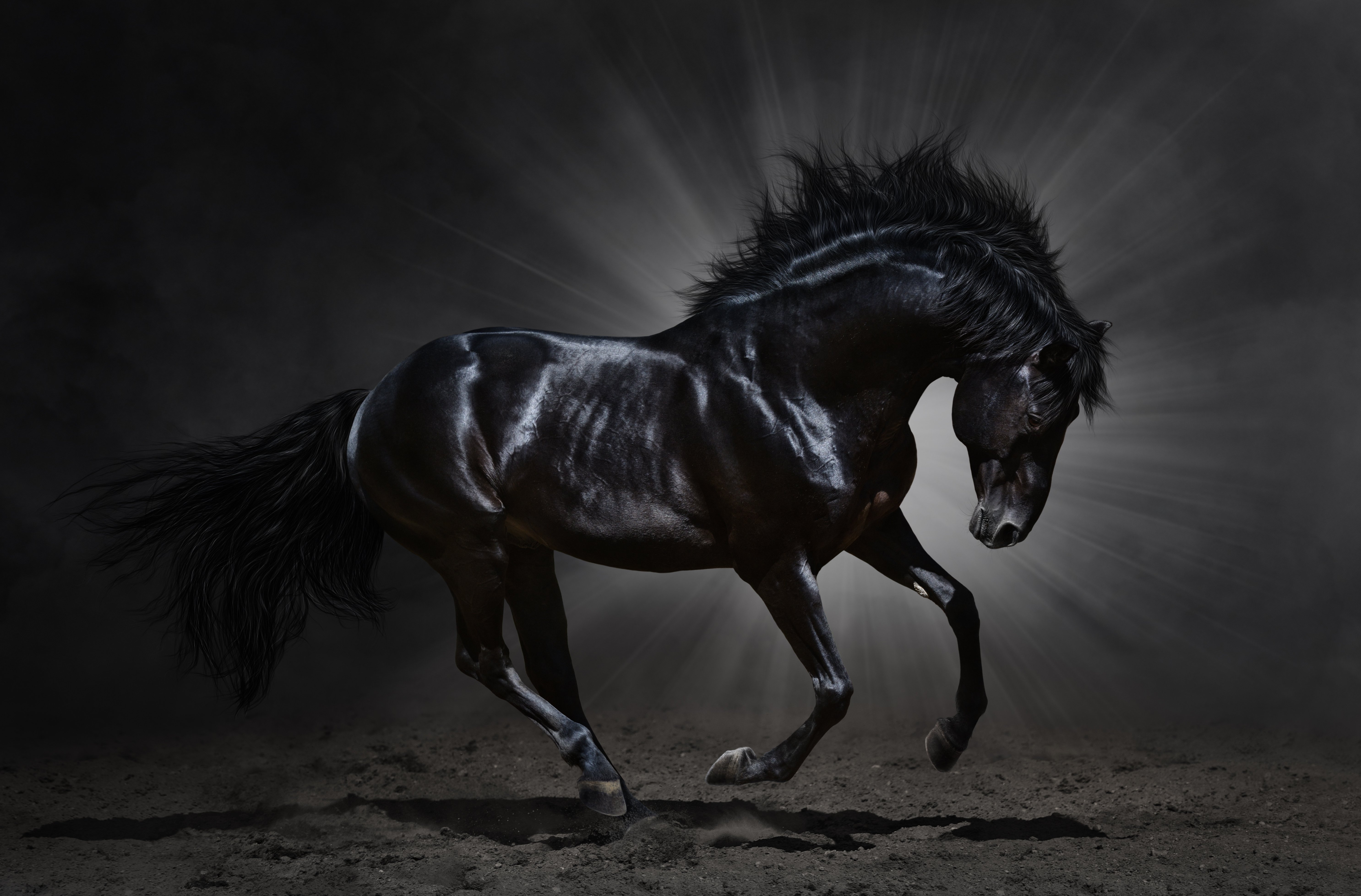 Pure Blood Impressive Black Stallion Wallpaper