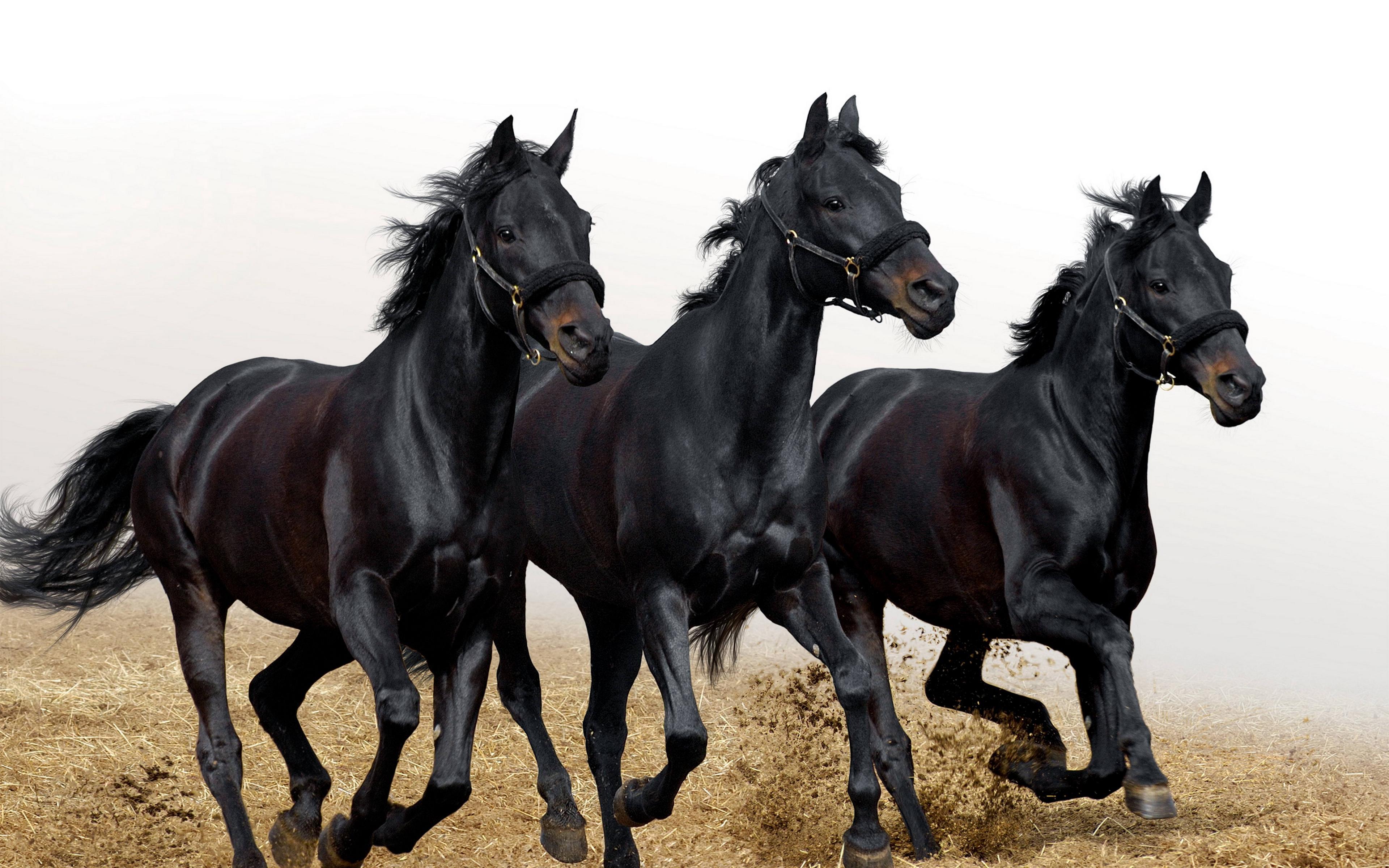 Download wallpaper 3840x2400 horses, stallions, three