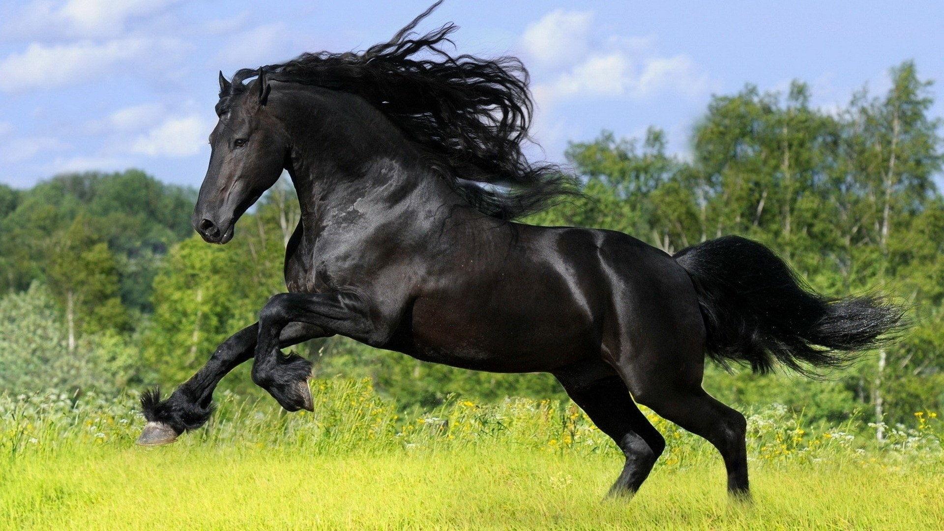 Black Fury Animals Beautiful Black Horses Stallion Free