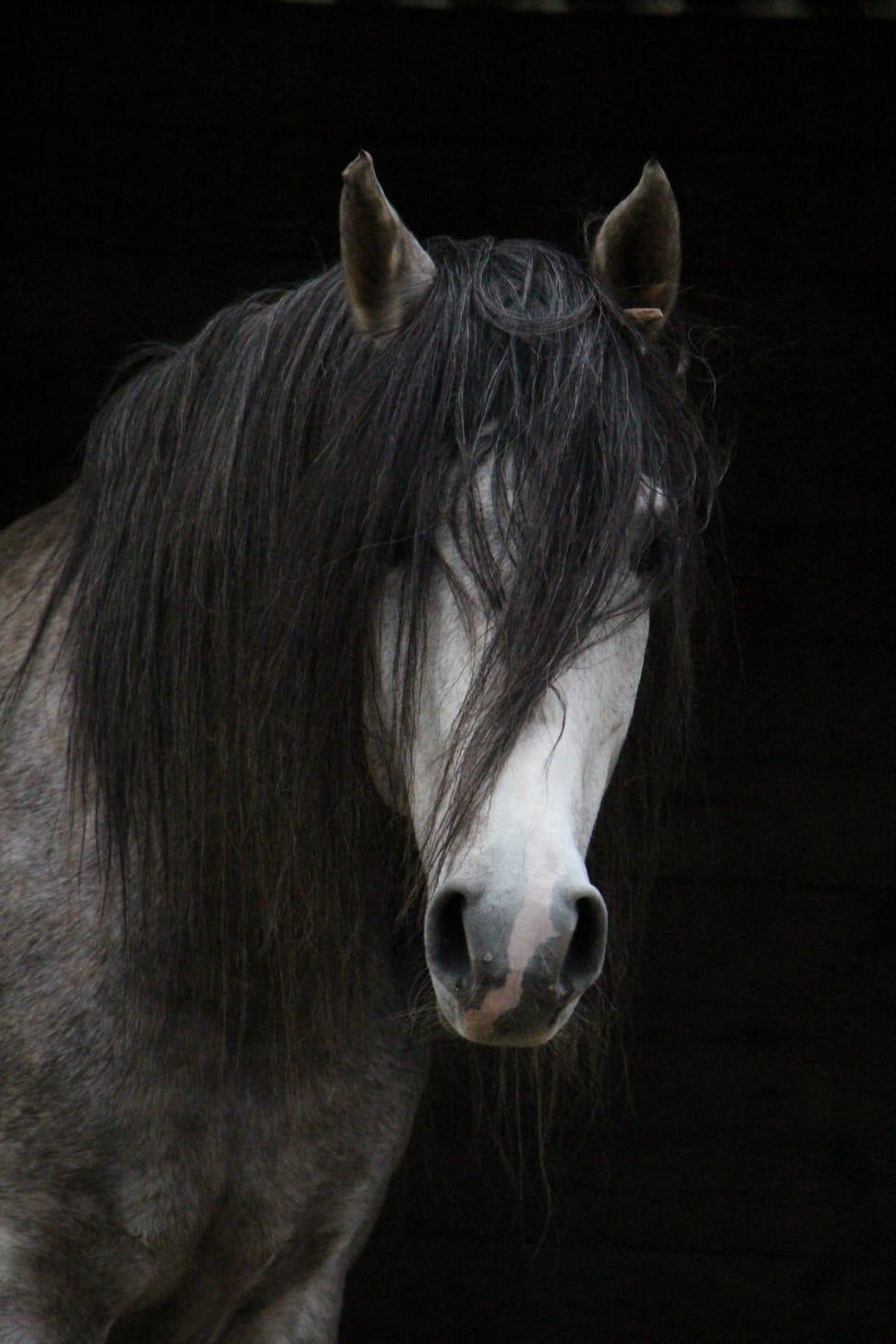 black and white stallion horse free image
