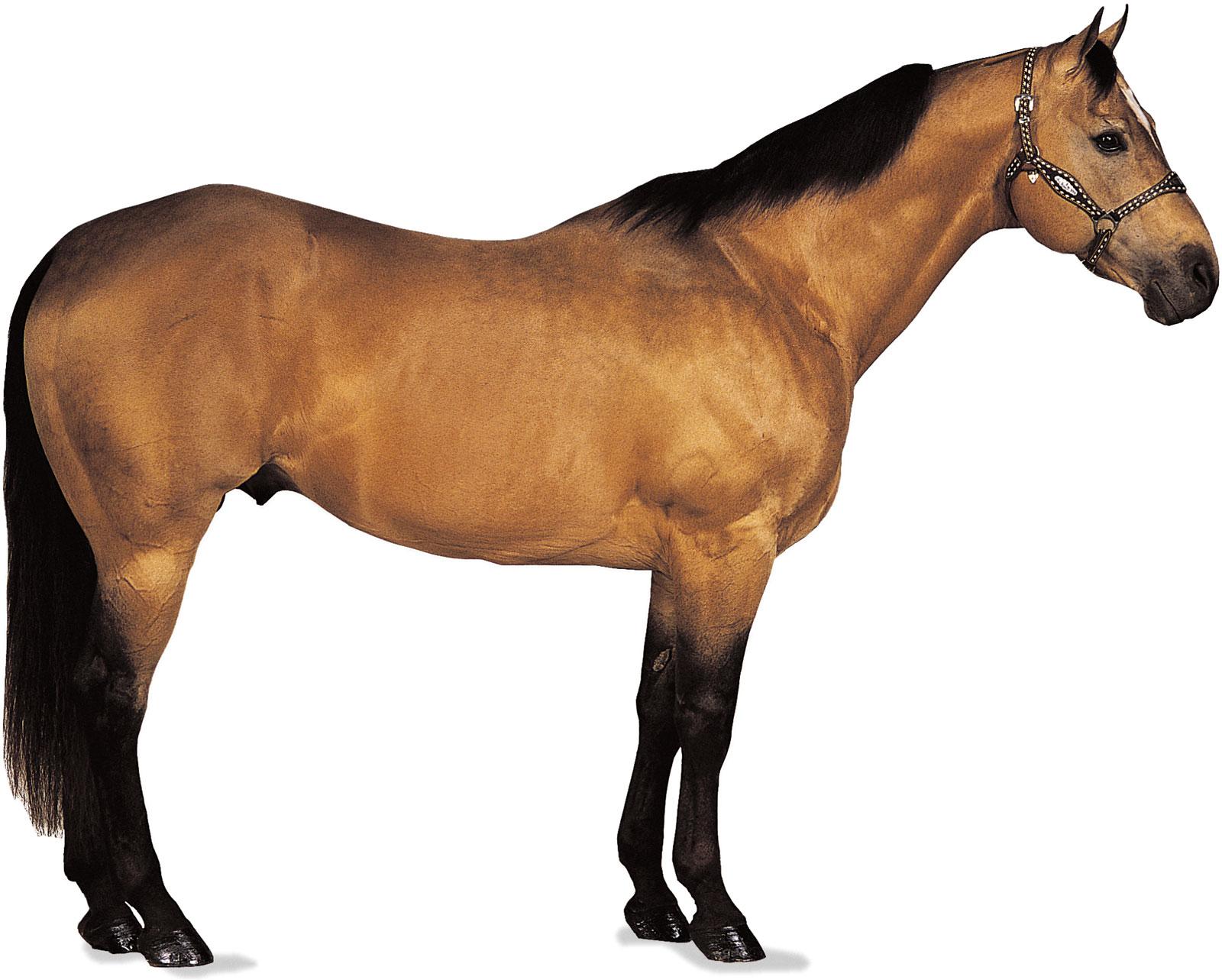 American Quarter Horse. breed of horse
