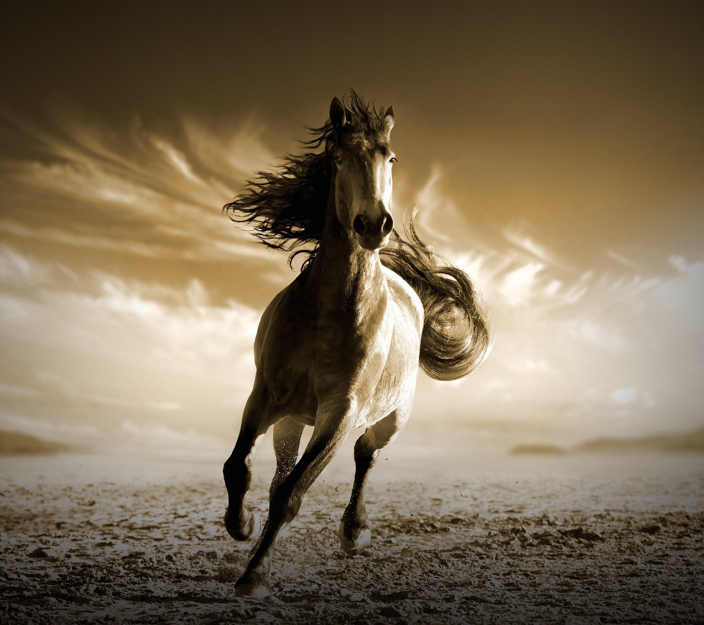 White stallion, Running Horse, HD HD wallpaper