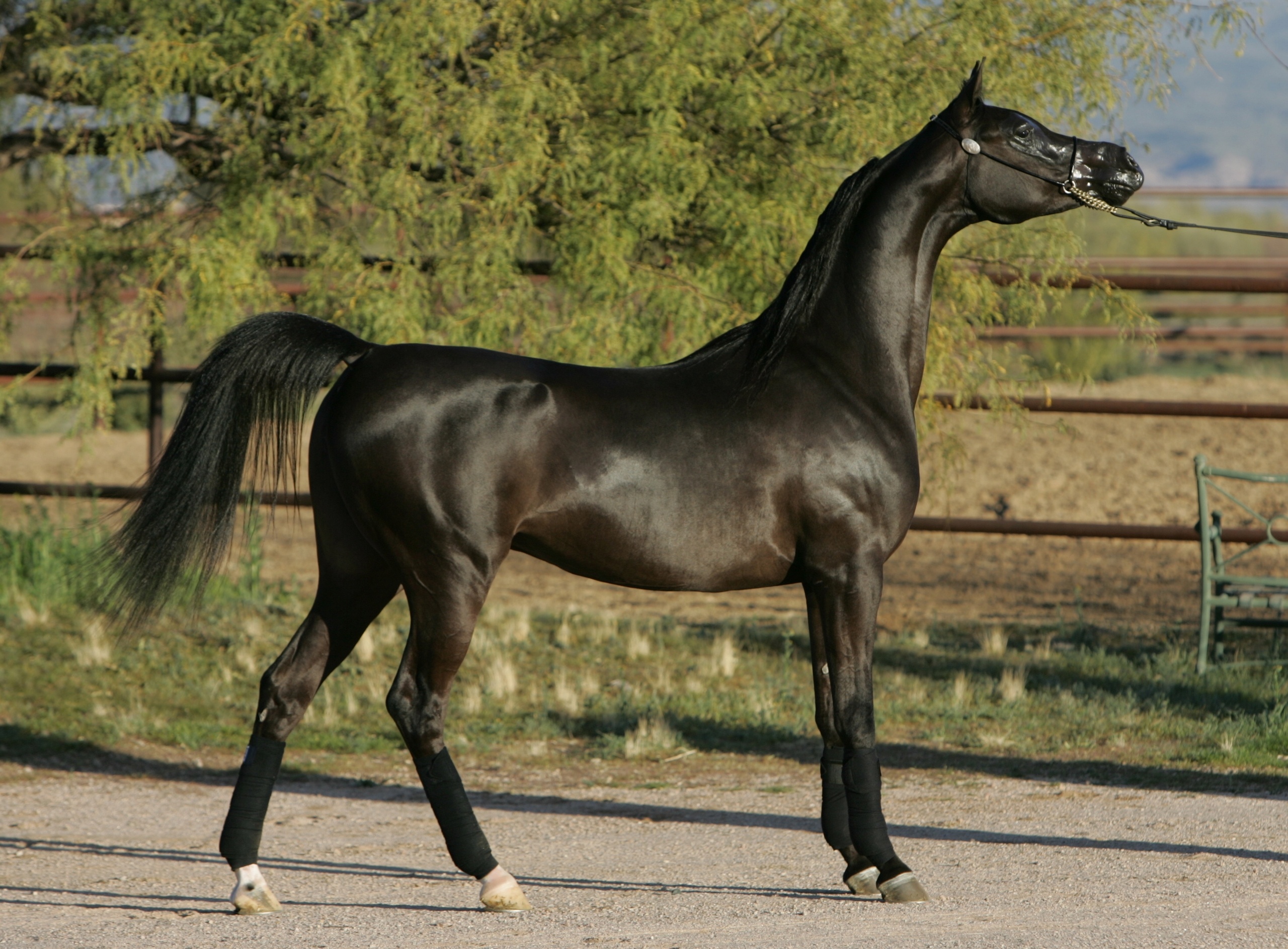 arabian, Horse, A, Horse, A, Stallion Wallpaper HD