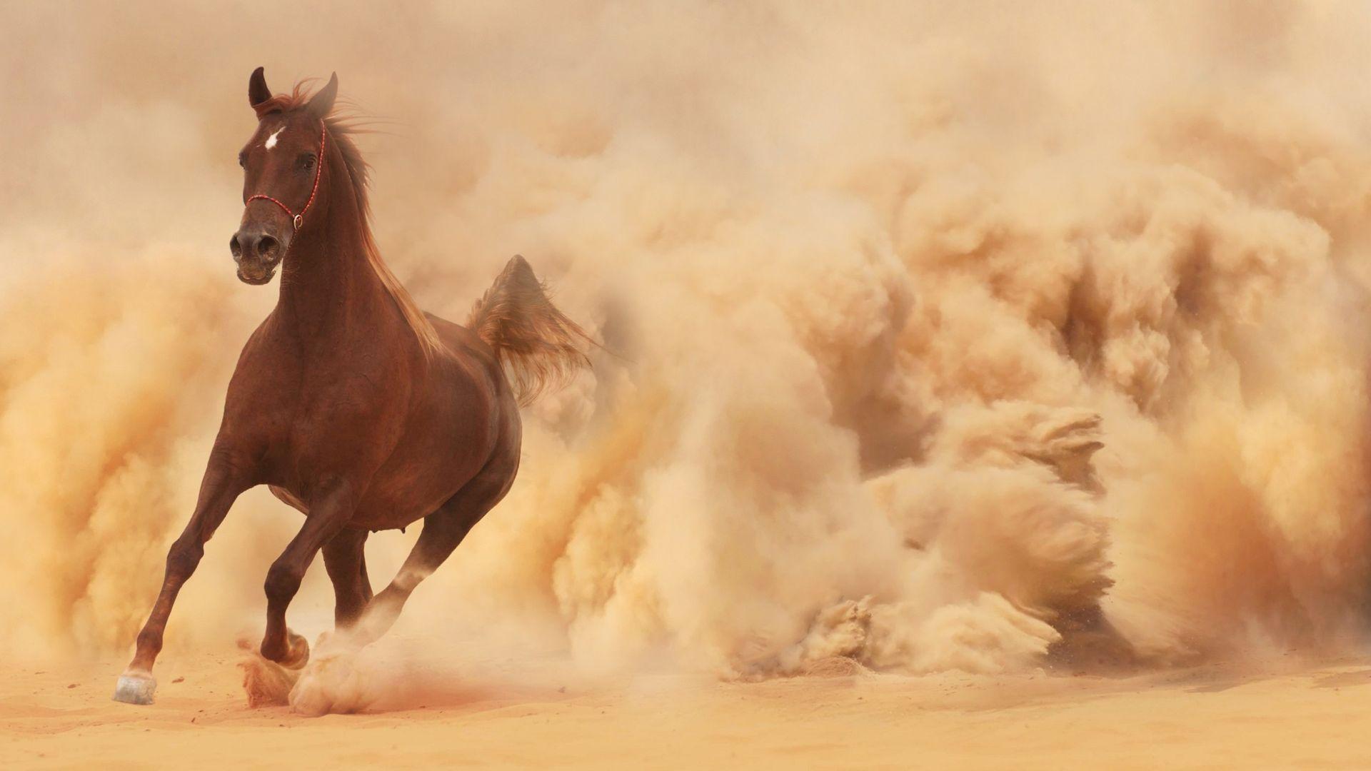 Running Horse Dust Cloud Wallpaper