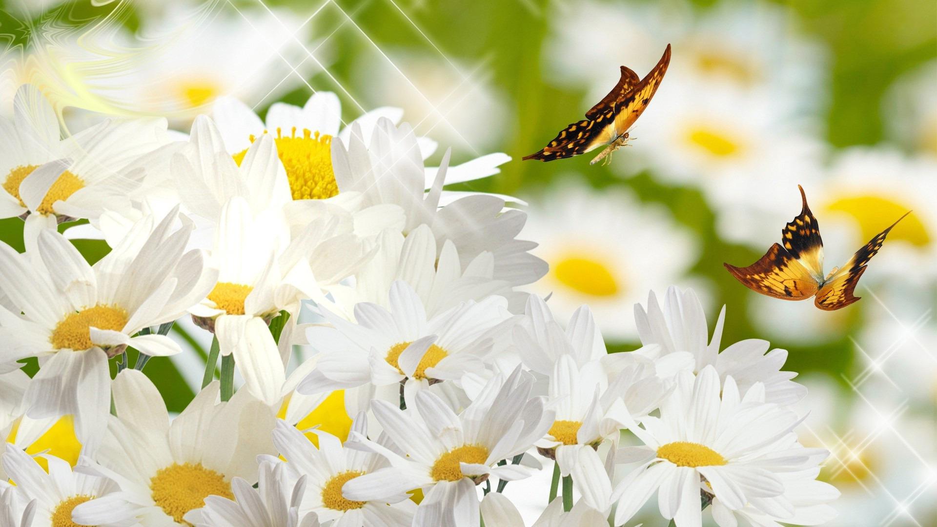 Daisies and Butterflies HD Wallpaper. Background Image