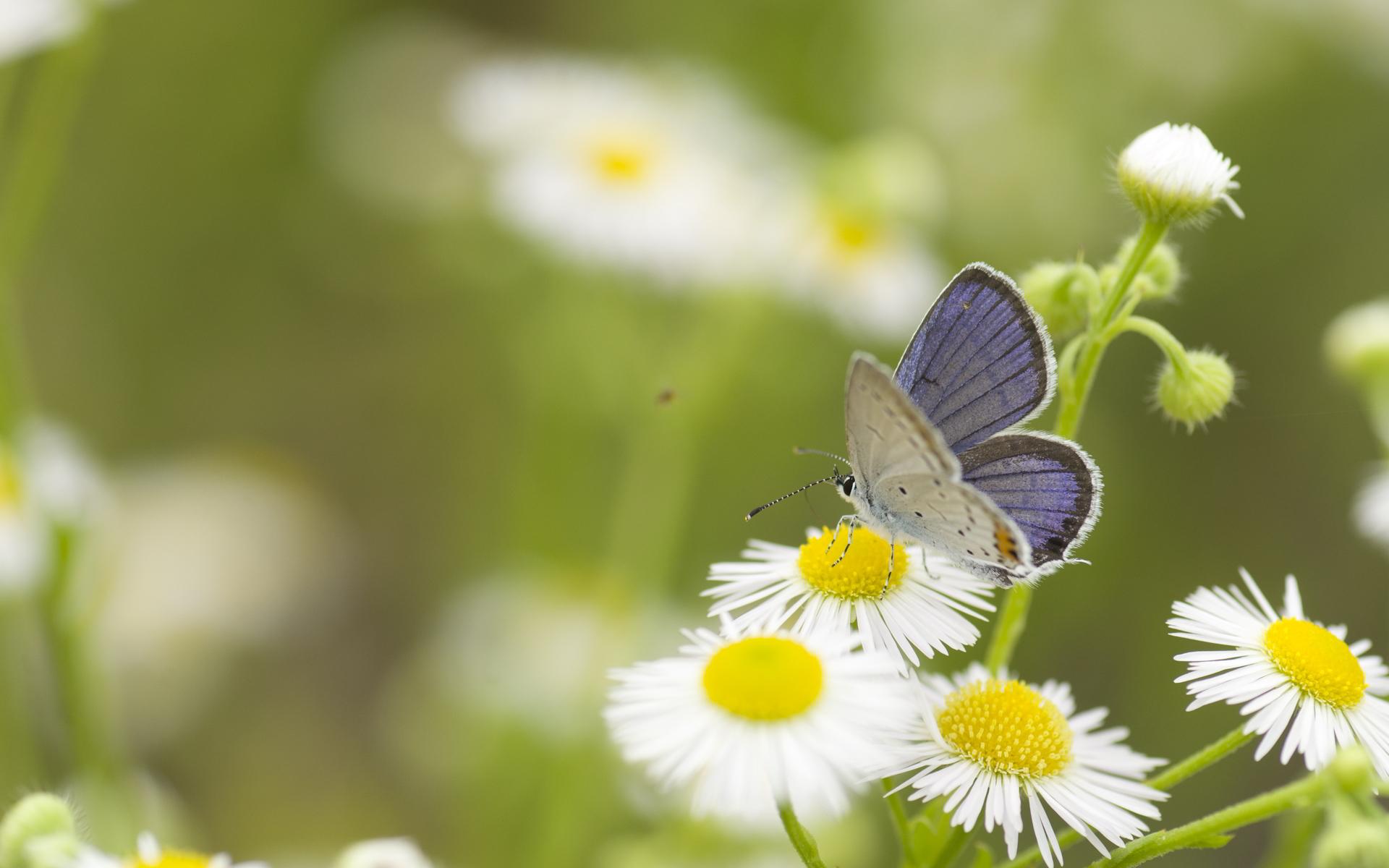 Butterfly daisies wallpaperx1200