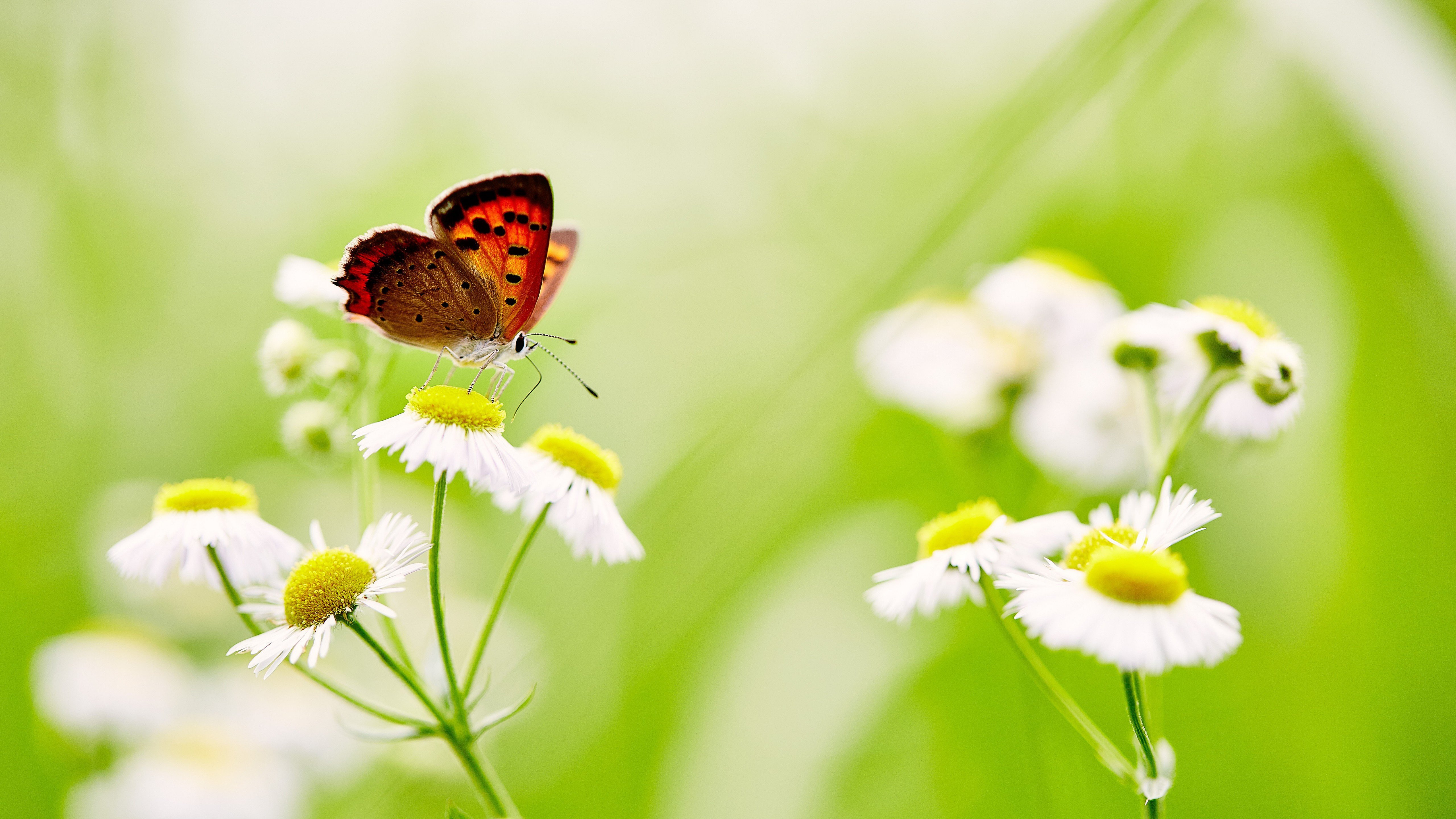 Wallpaper Butterfly, White Daisies, 5K, Flowers