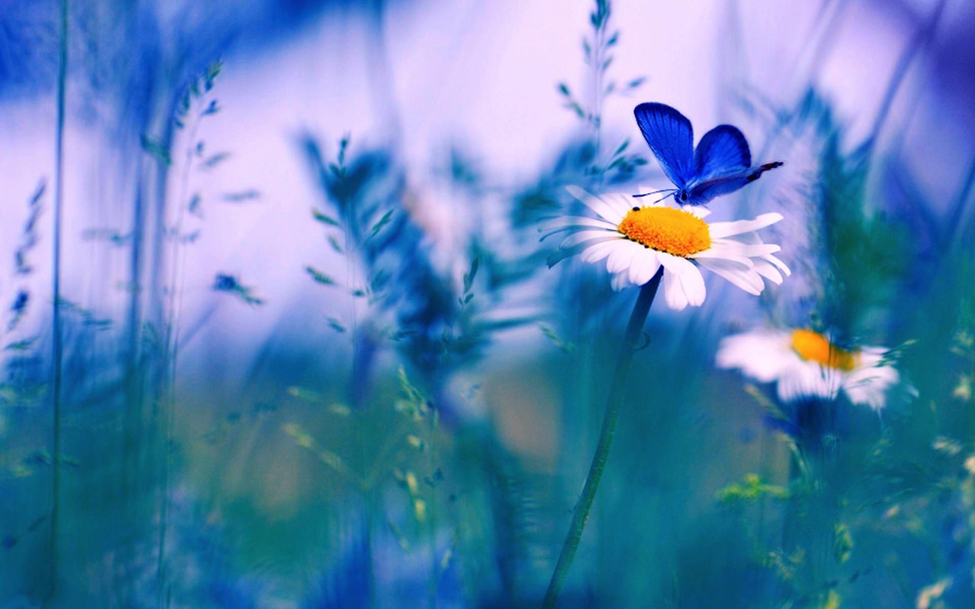 Spring Flowers And Butterflies Wallpaper Image