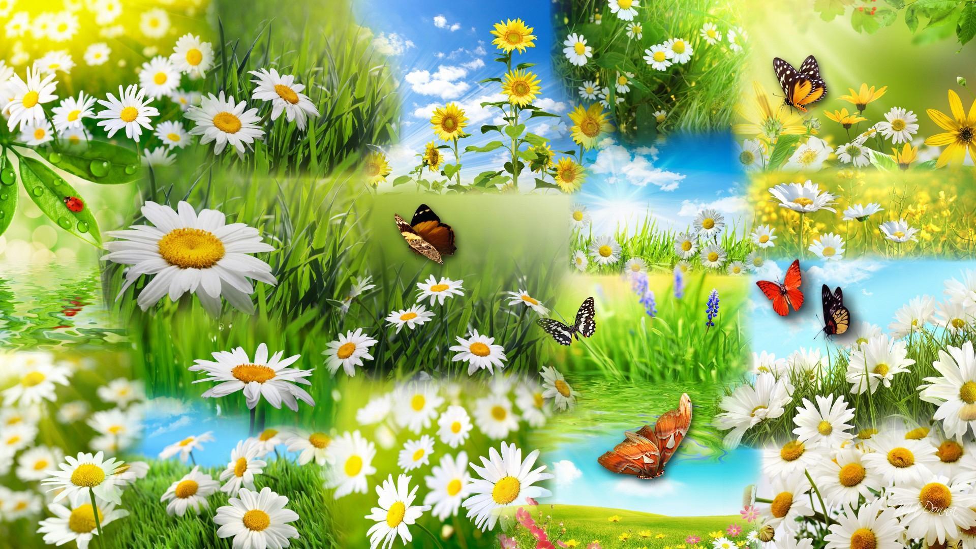 Daisy and Butterfly Collage HD Wallpaper. Background Image