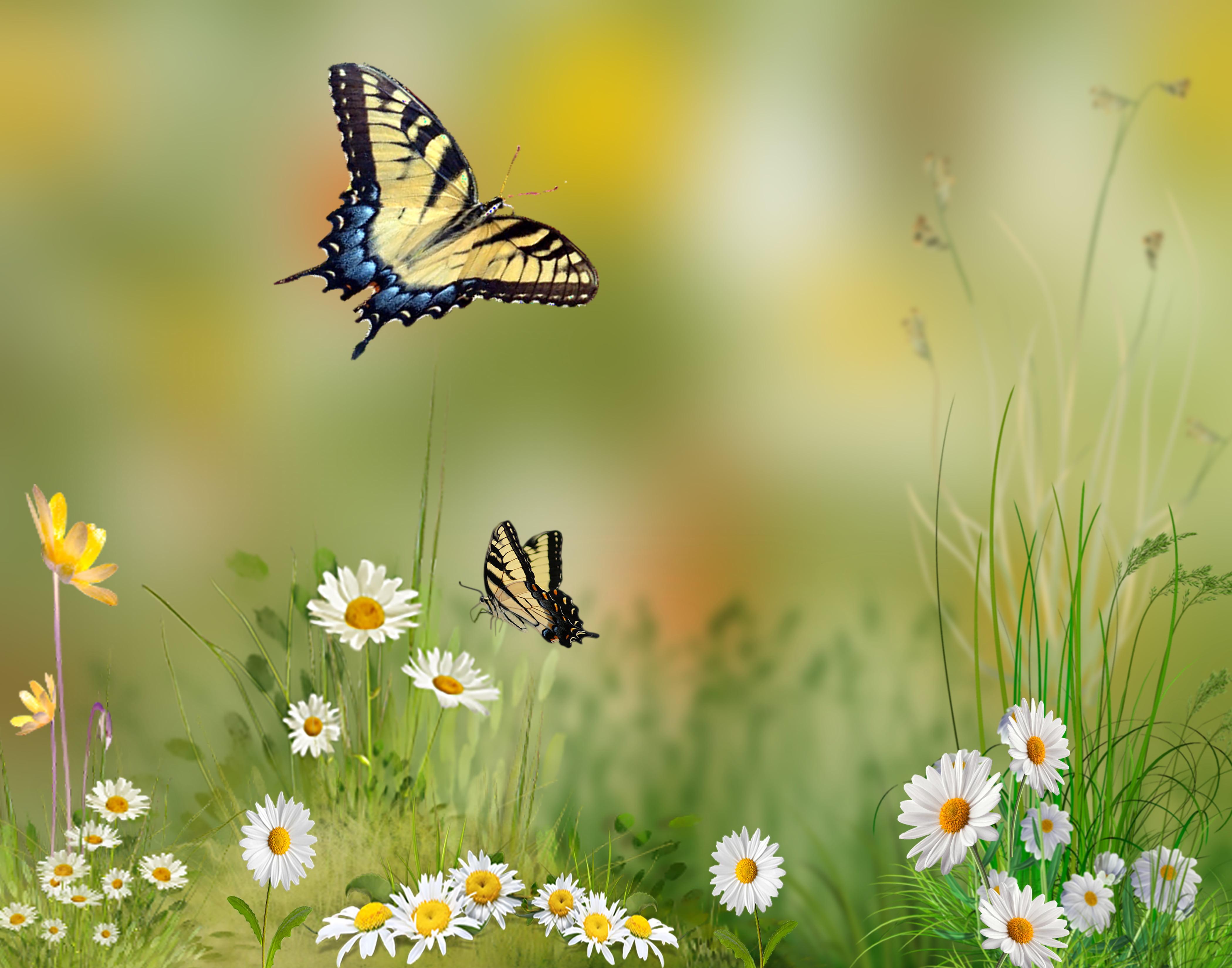 Two Tiger Swallowtail butterflies hovering over white daisy
