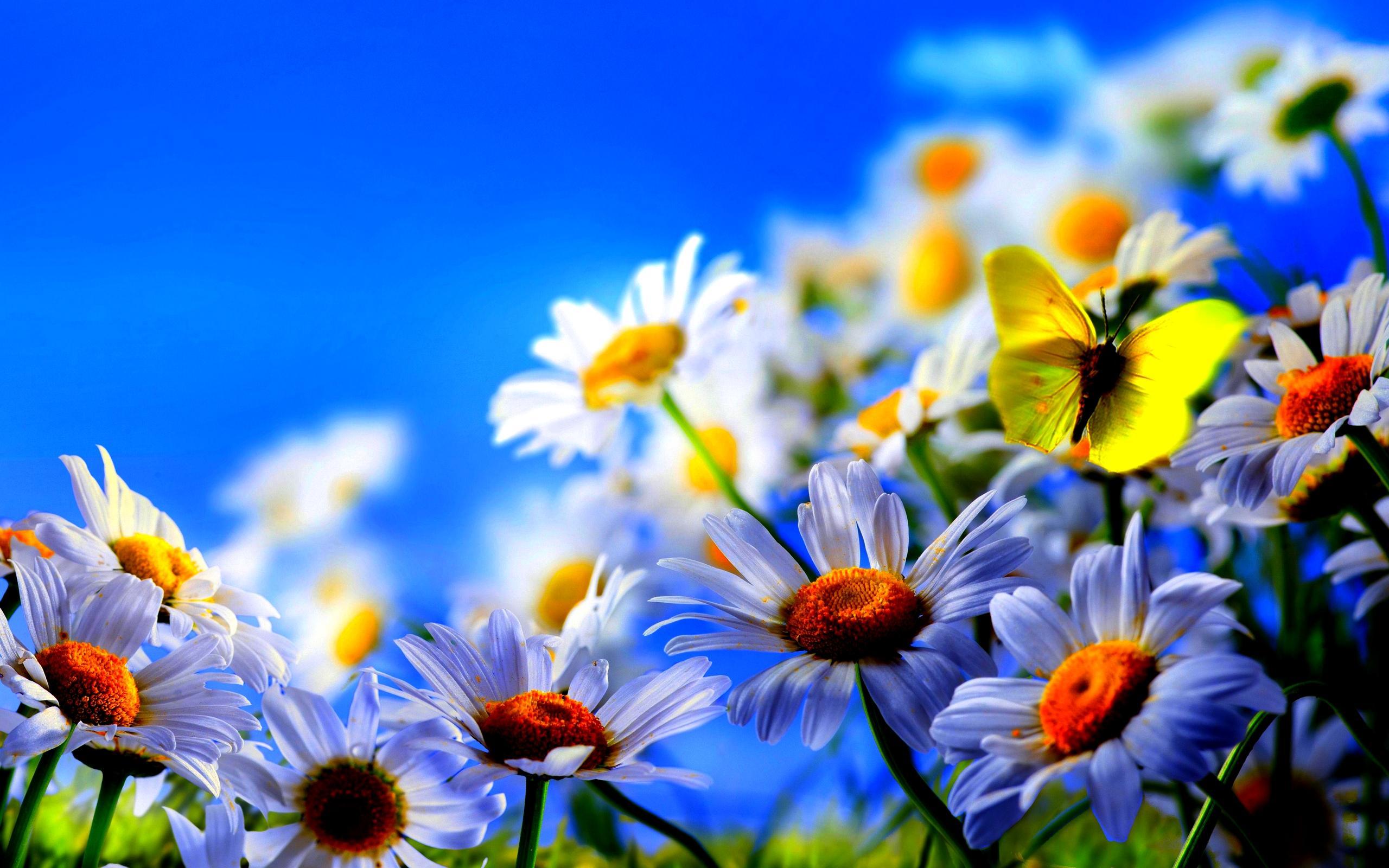 2376.2 Kbyte, v.4.2. full background. Daisies and butterfly