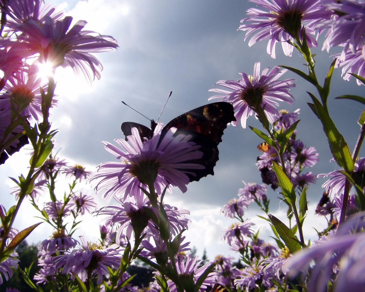 Butterfly & Daisies Wallpaper in jpg format for free download