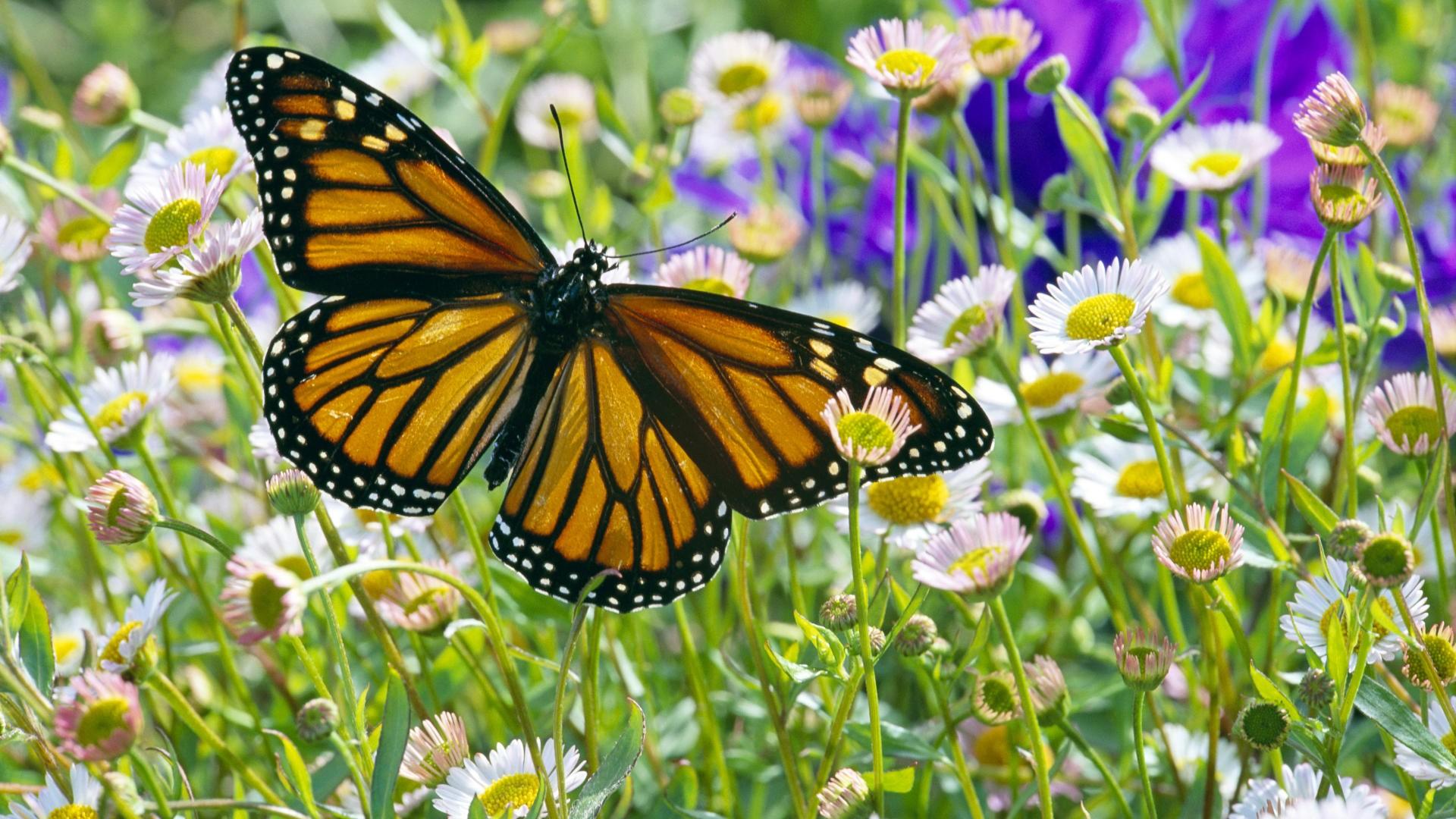 Про лета бабочка. Бабочки на лугу. Бабочки в цветах. Луг с бабочками. Летние бабочки.