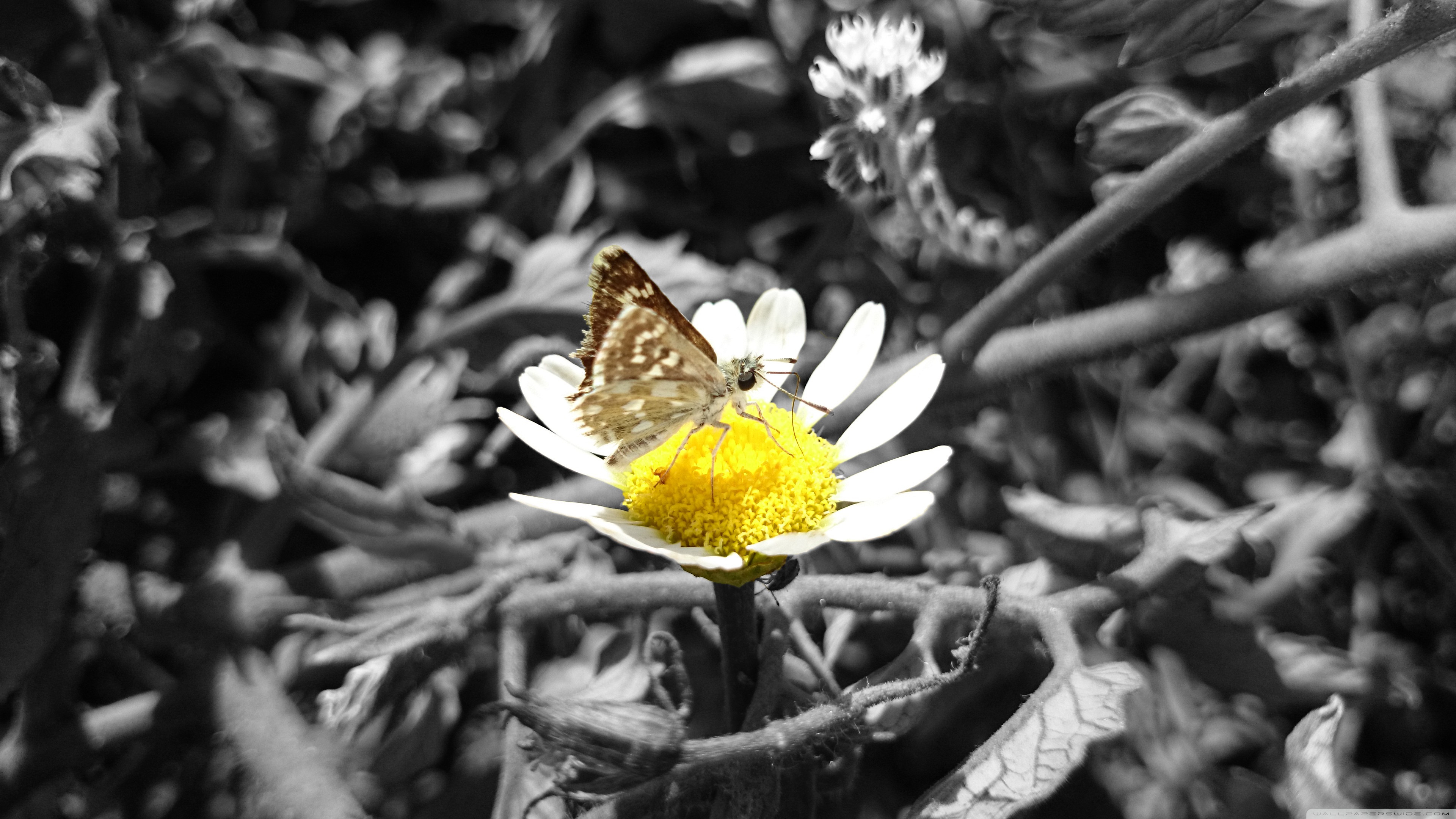 Daisy and Butterfly ❤ 4K HD Desktop Wallpaper for 4K Ultra