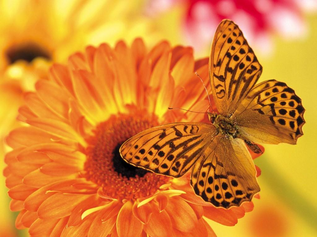 Download Beautiful Butterfly On A Gerbera Daisy Wallpaper
