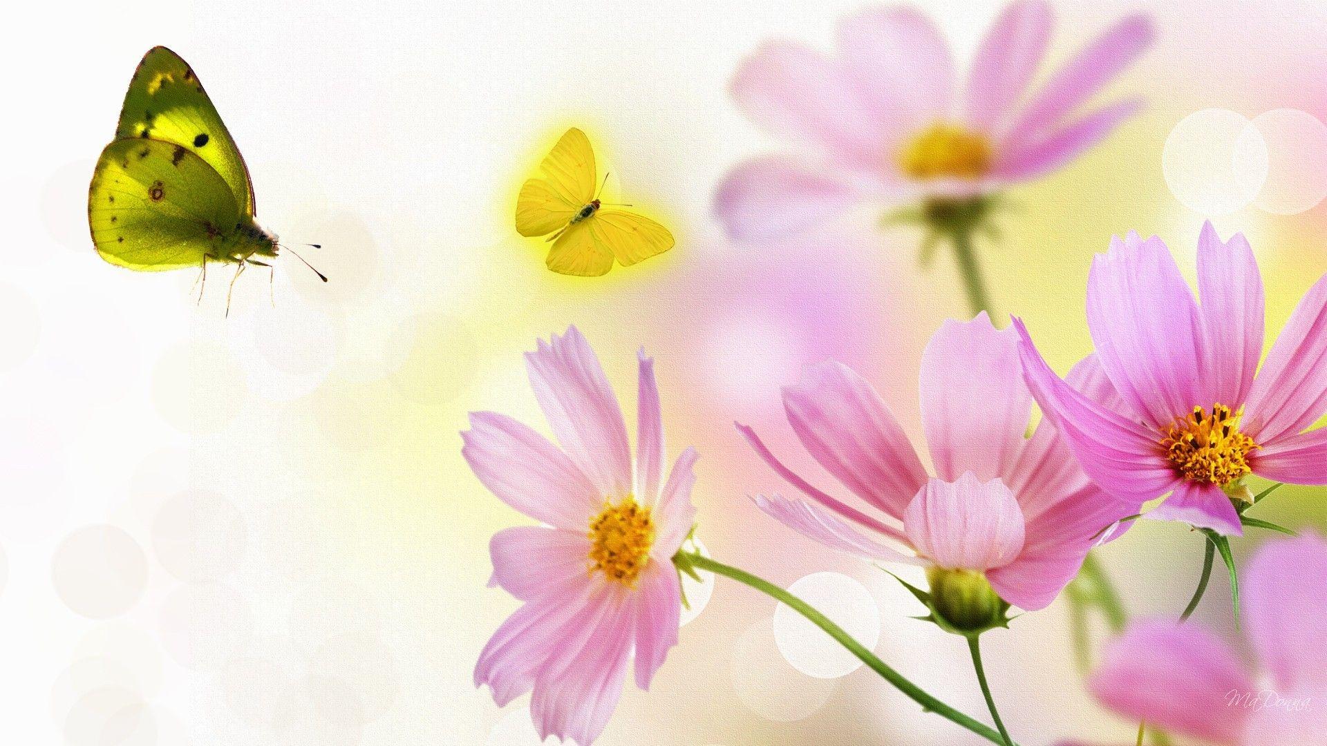 Pink Butterflies Daisy Wallpaper